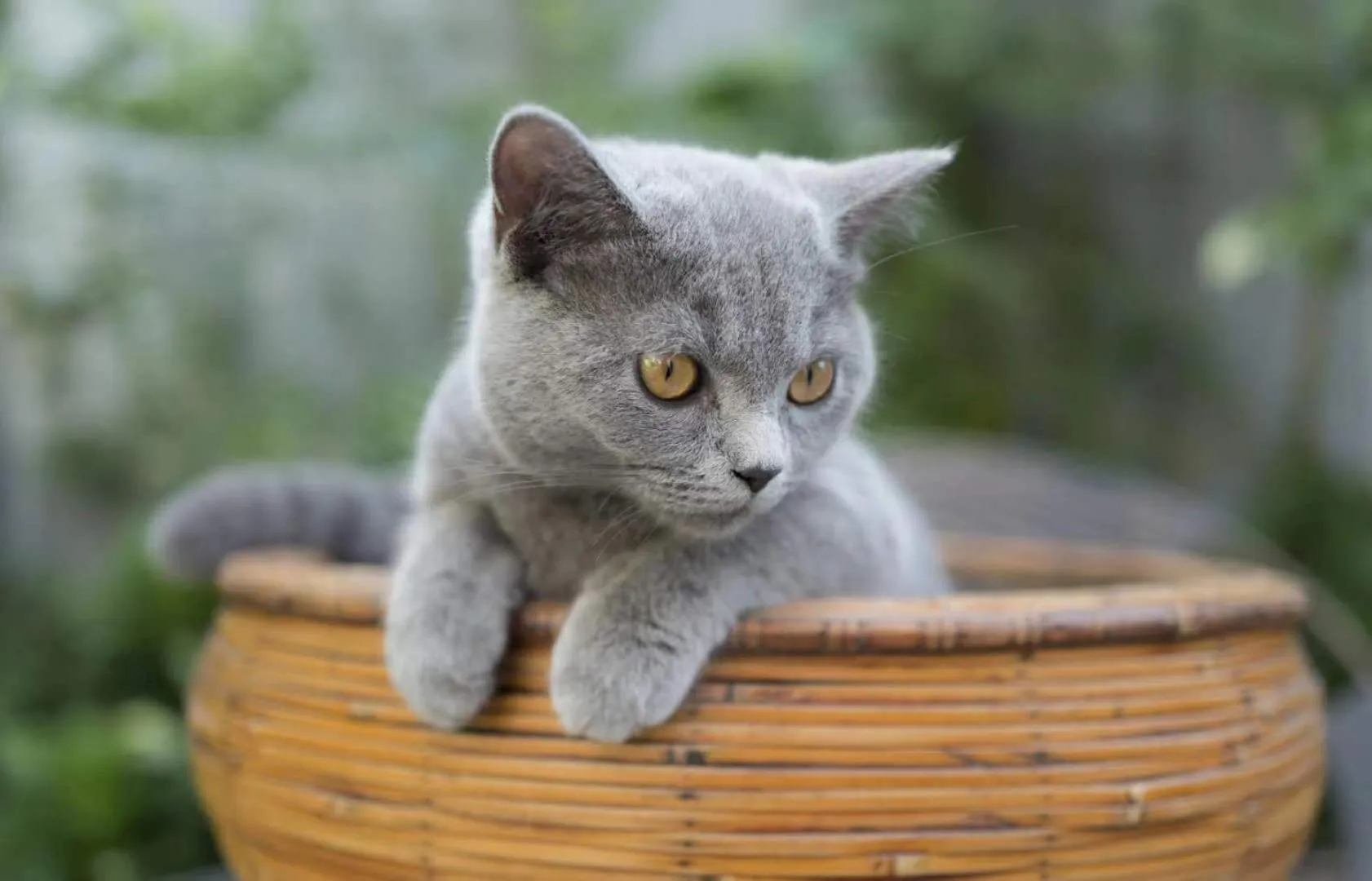 Pets in Urban Rosa Cafe&Inn