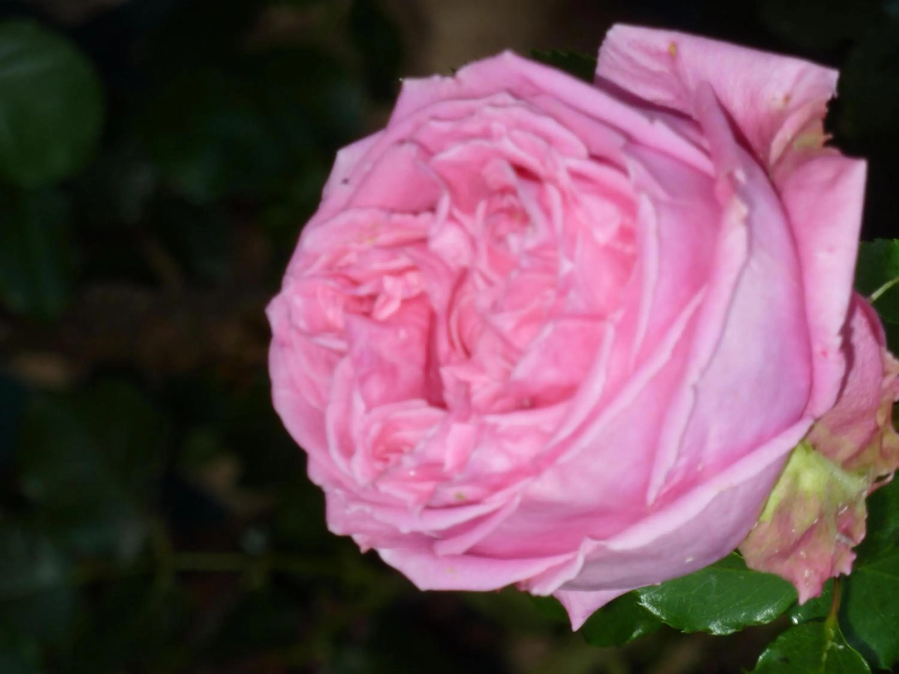 Other in Lac'Hotel France