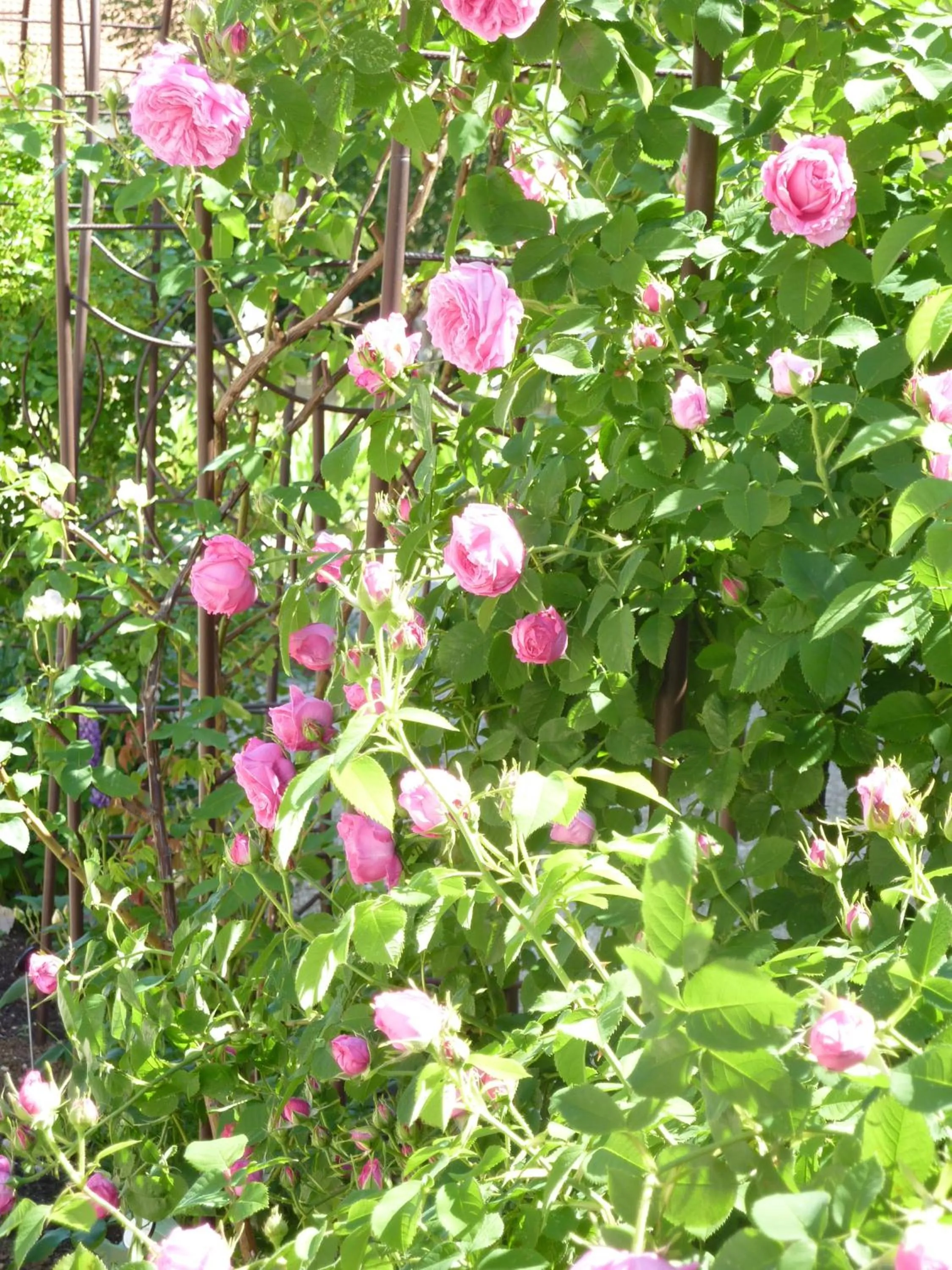 Garden in Lac'Hotel France