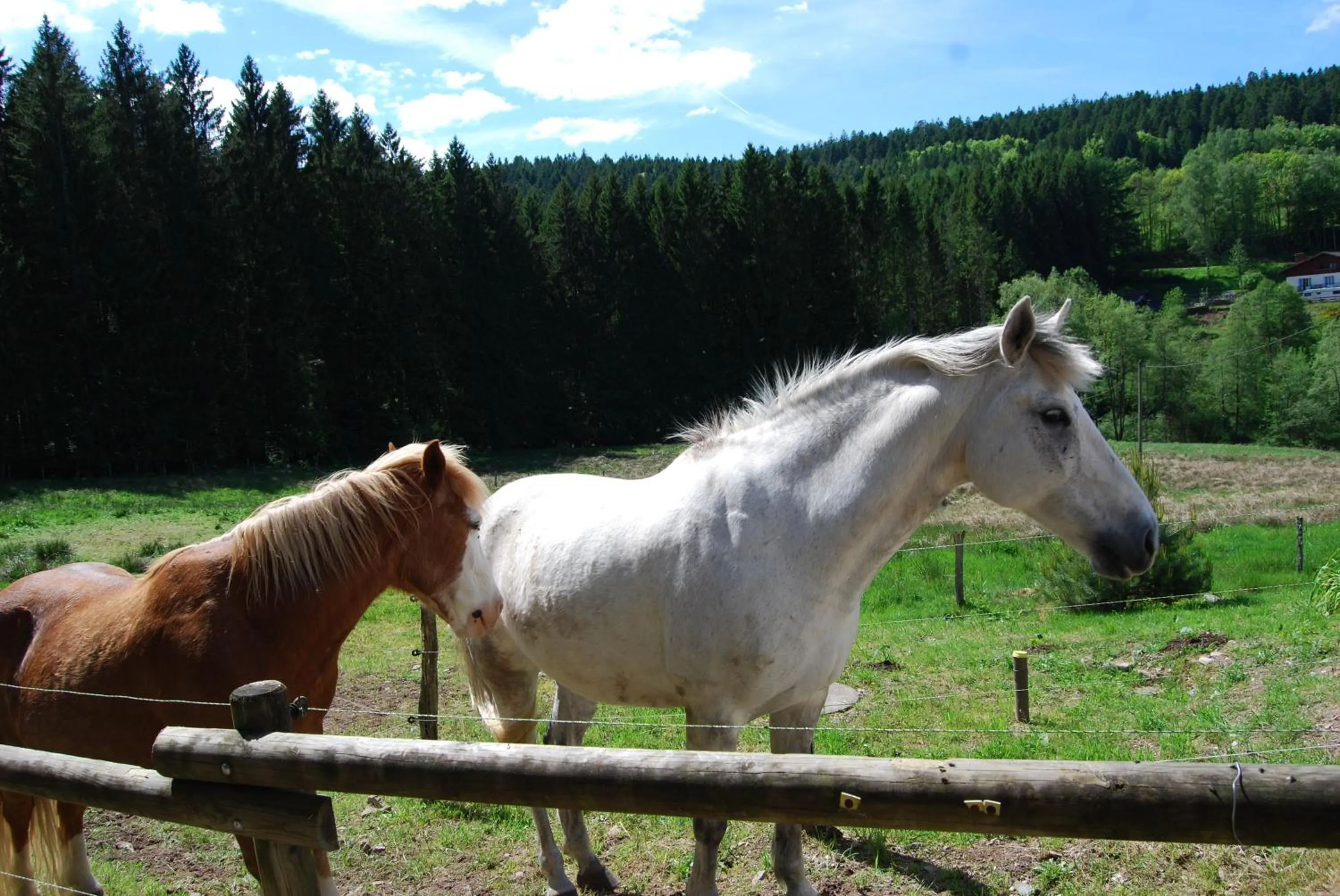 Garden view in Chambre d'hôtes Kieffer Le Grand Bienfaisy