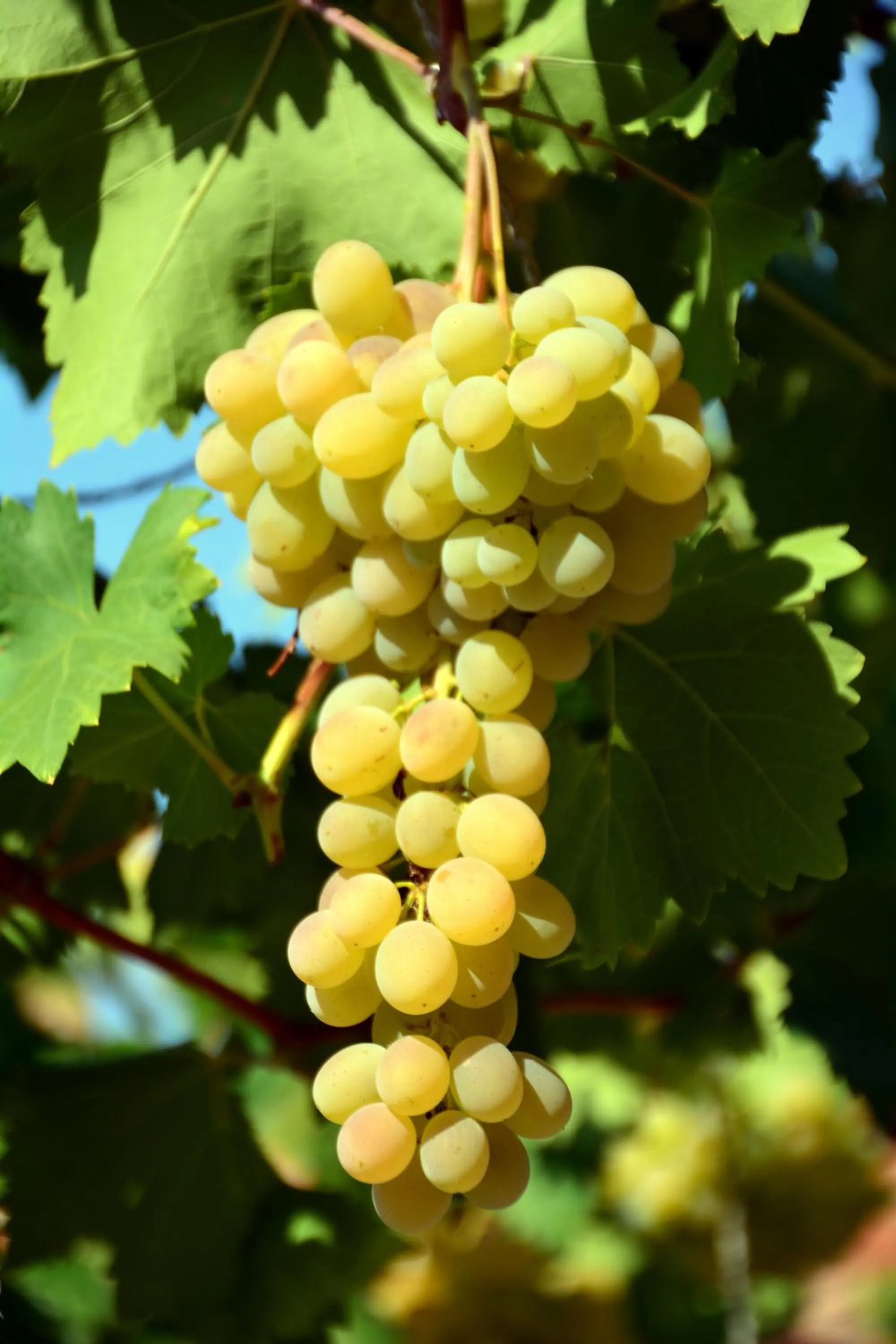 Garden in Les Jardins de l'Ermitage