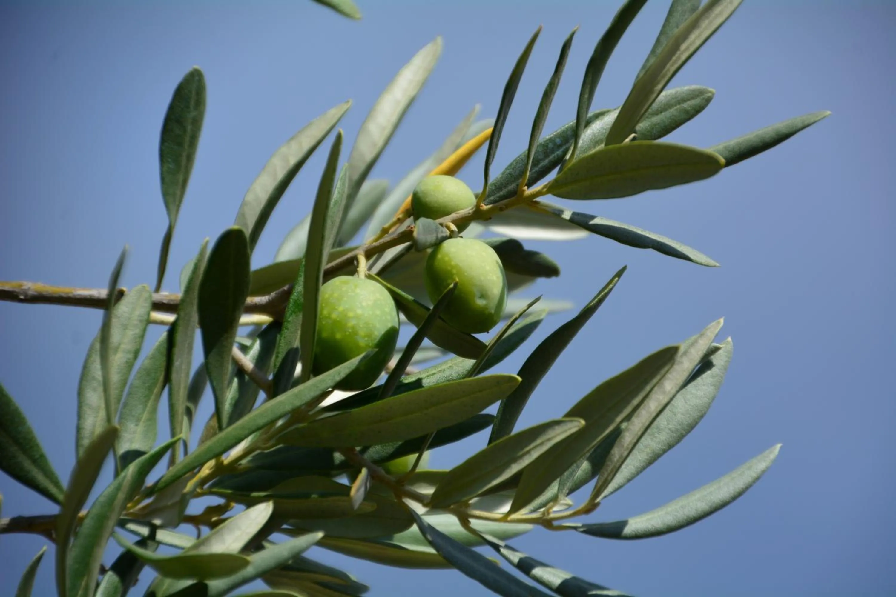 Patio in Les Jardins de l'Ermitage