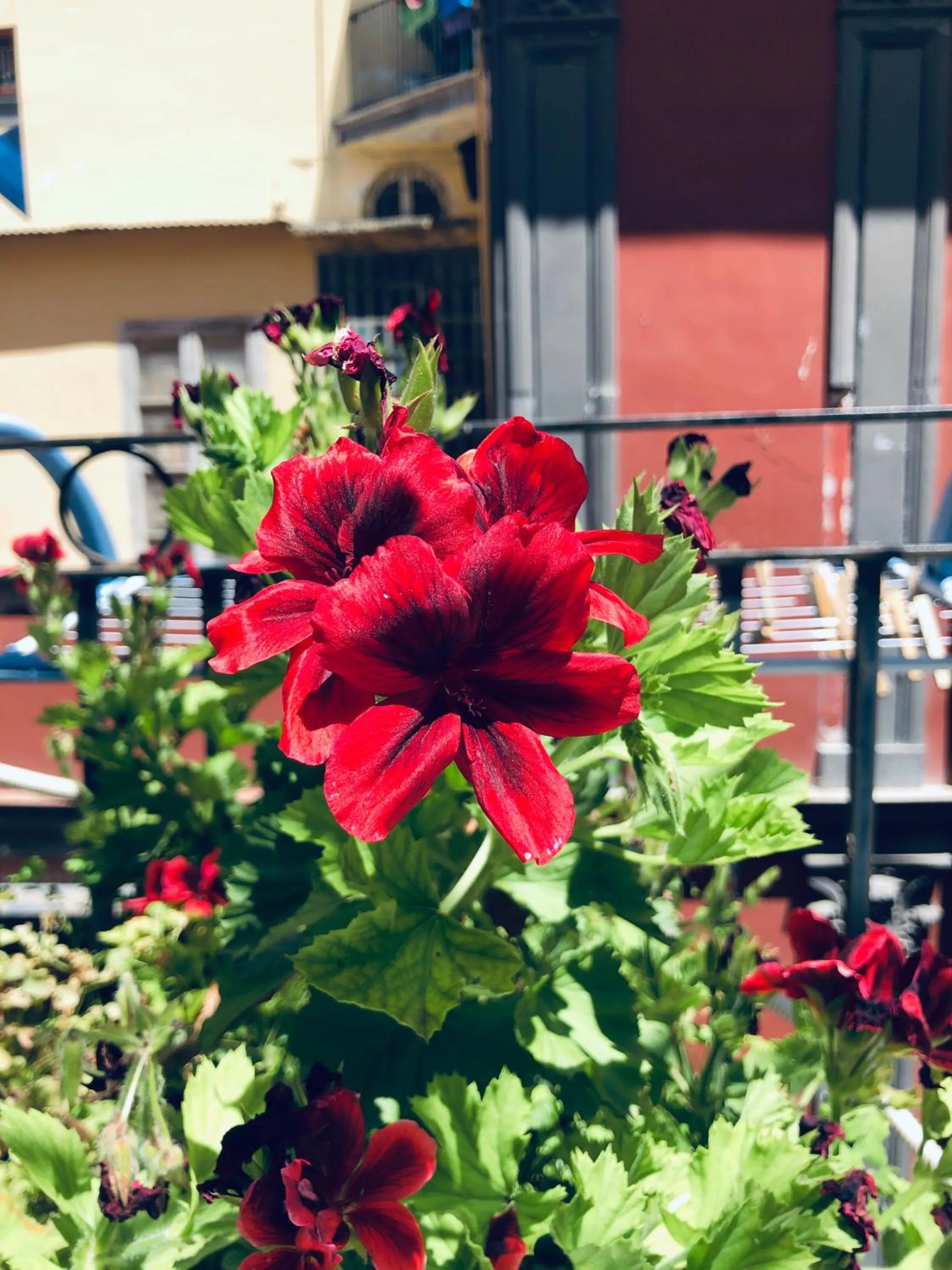 Patio in Dimora san giovanni maggiore