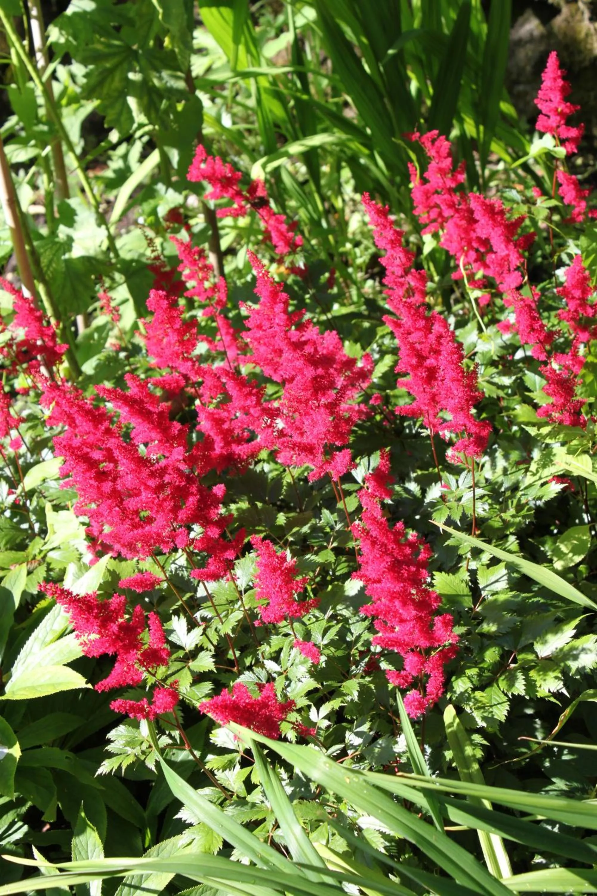 Garden in Cascades Gardens