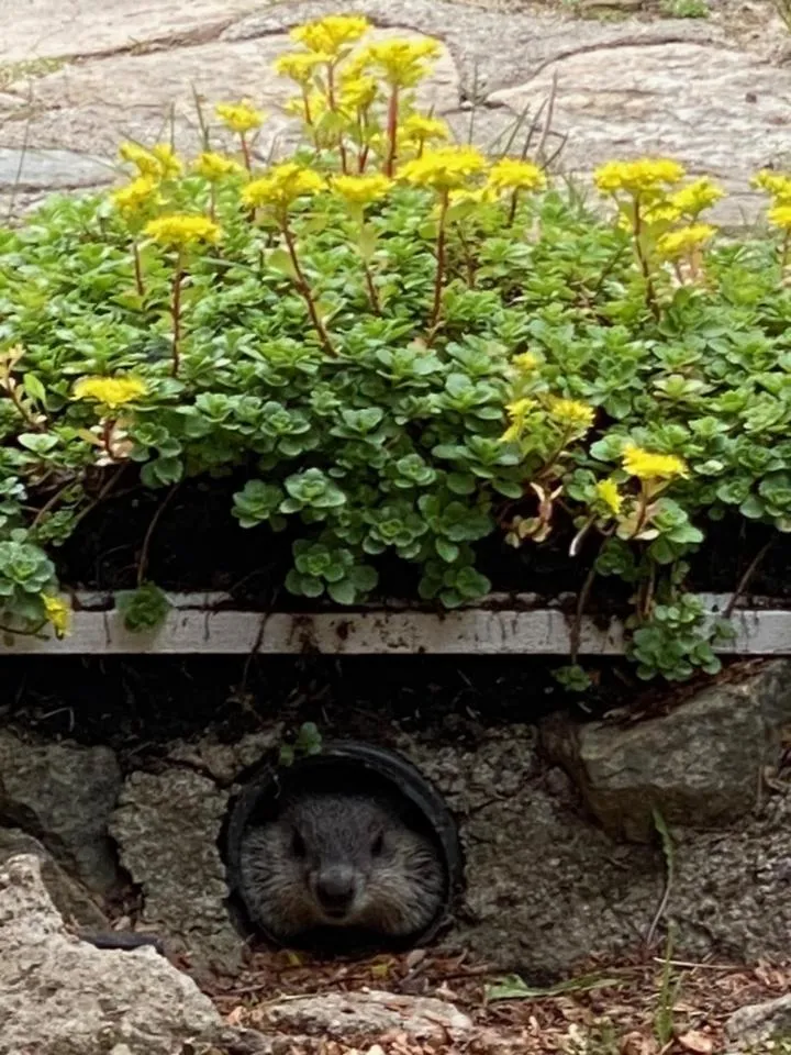 Garden view in Kan-à-Mouche Pourvoirie Auberge et Chalets
