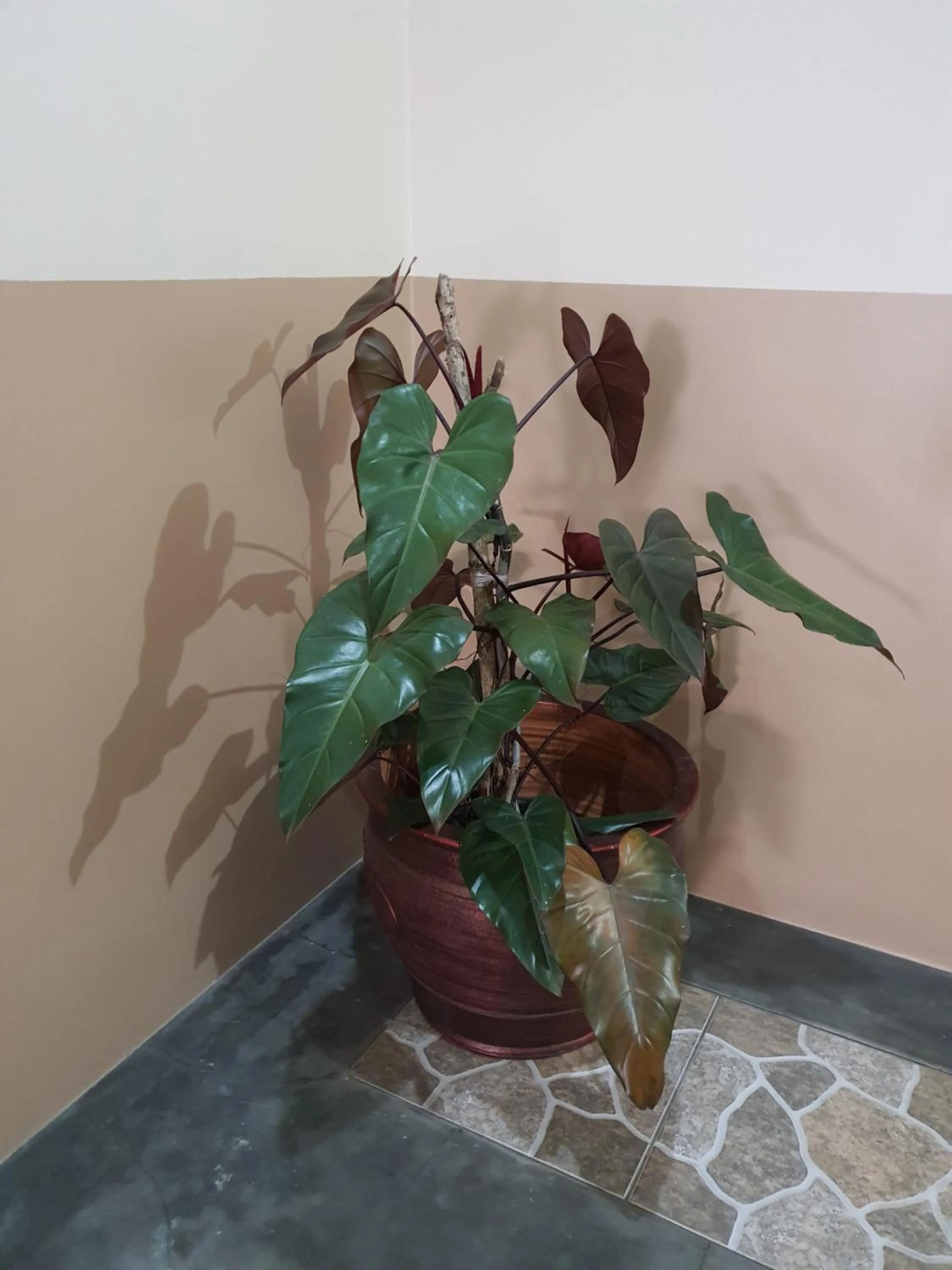 Area and facilities in Delta Inn Bogor Syariah for Indonesian Only