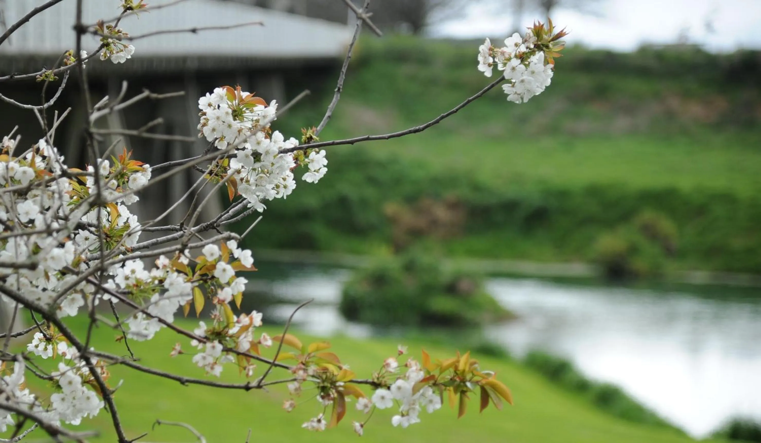 Spring in Blenheim Bridges Holiday Park