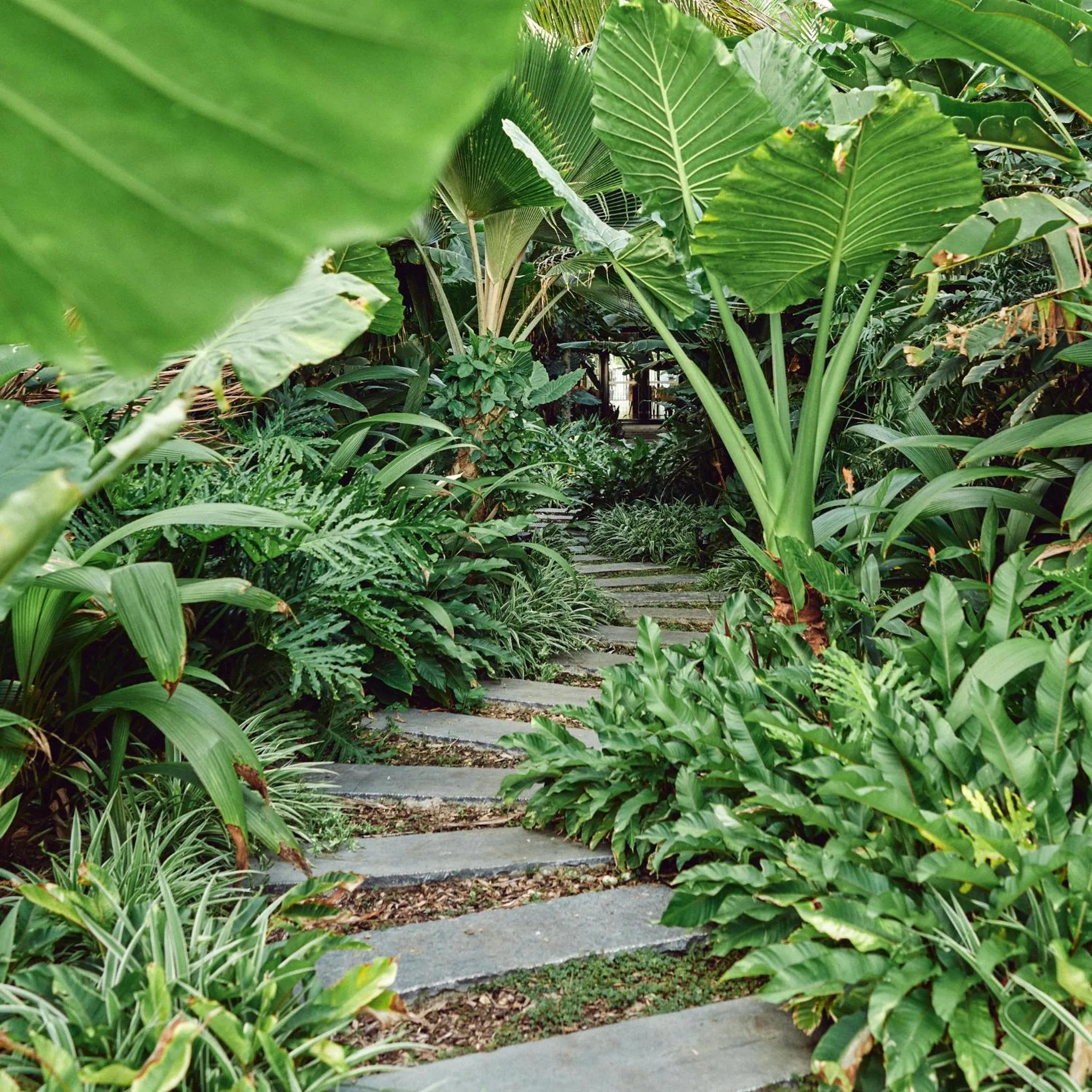 Garden in Ness by D-Ocean