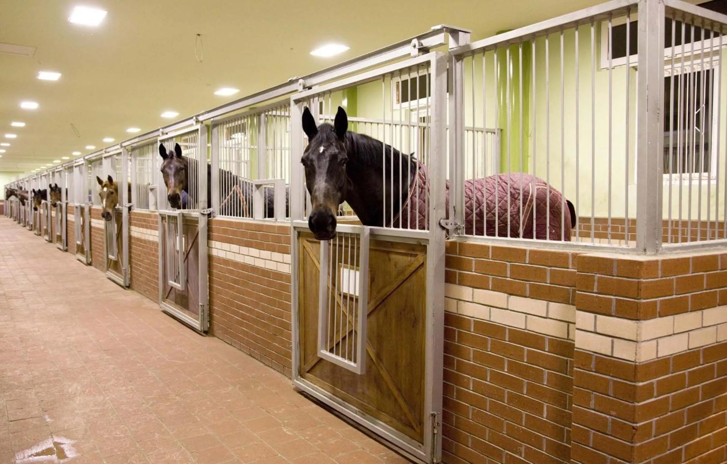 Area and facilities in Padok Premium Hotel & Stables