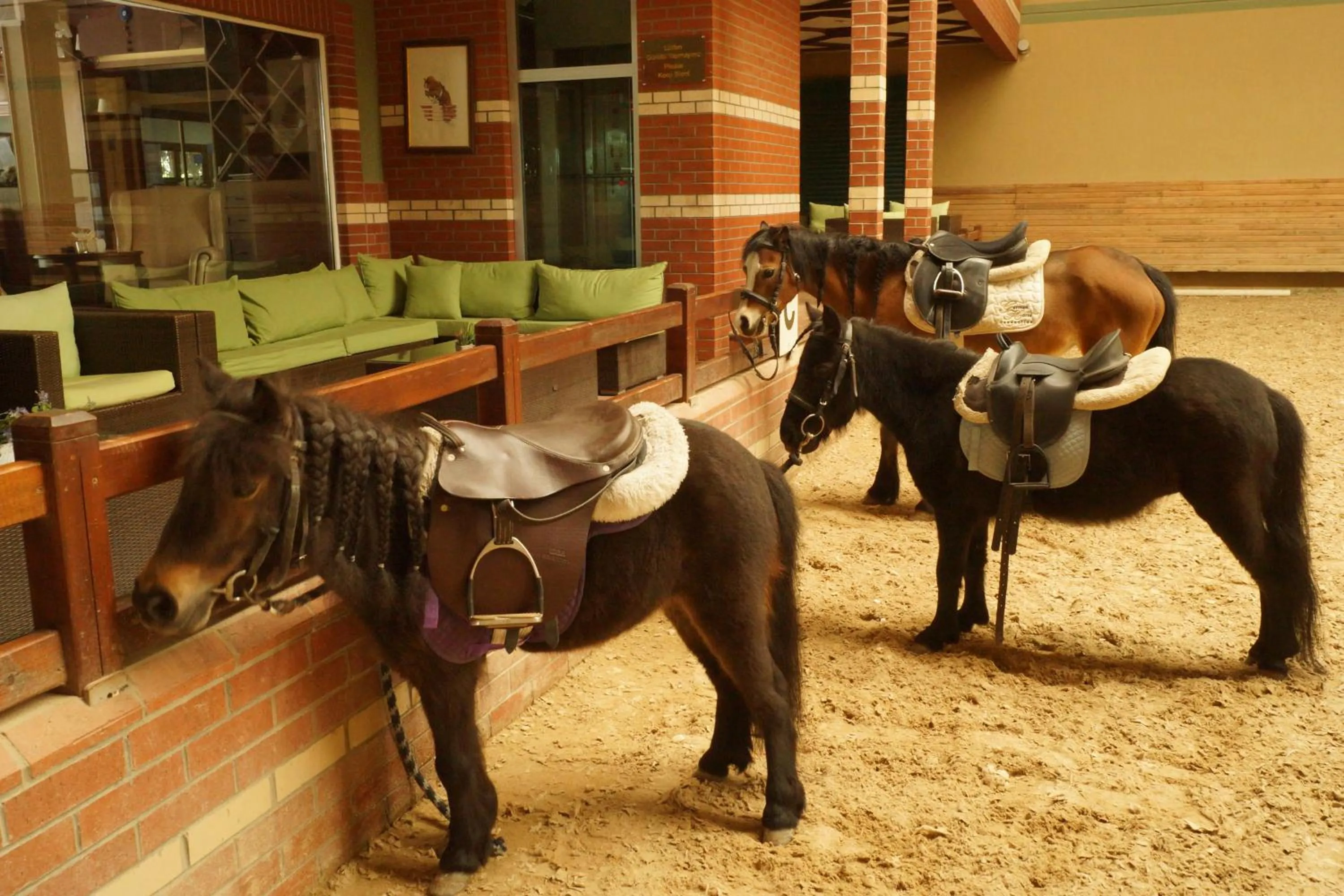 Horse-riding in Padok Premium Hotel & Stables