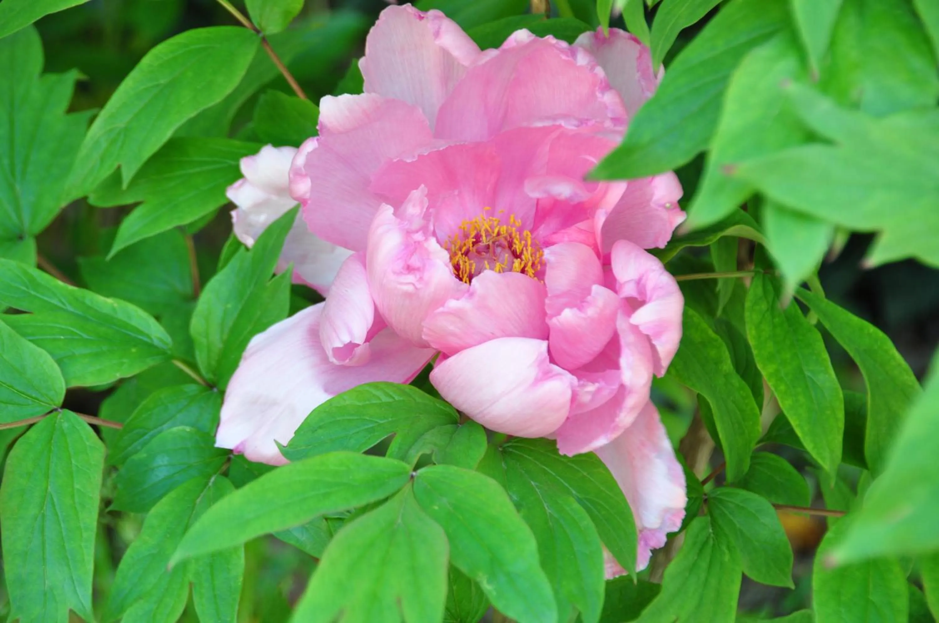Garden in Mas du Perthus