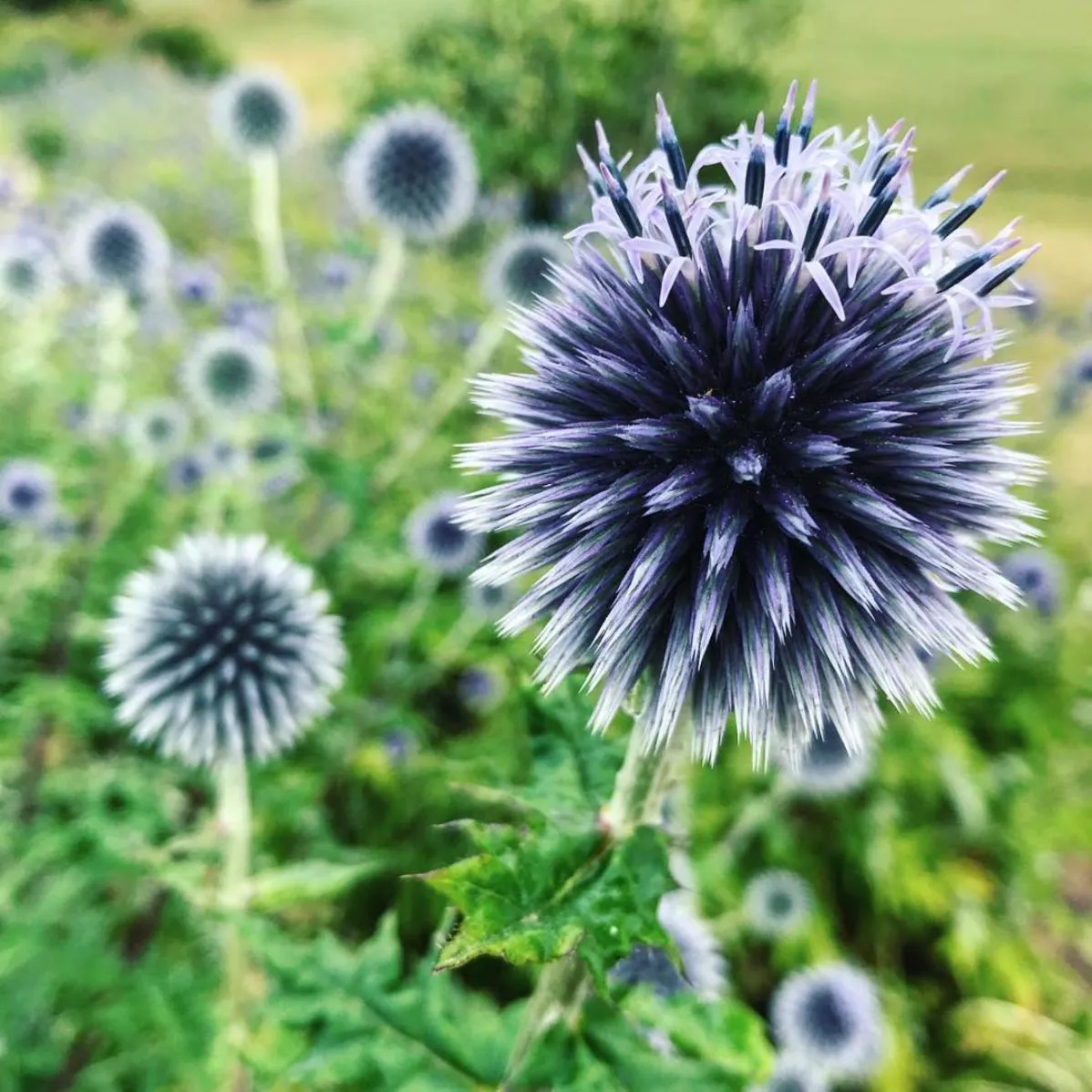 Garden in Klefstad gård