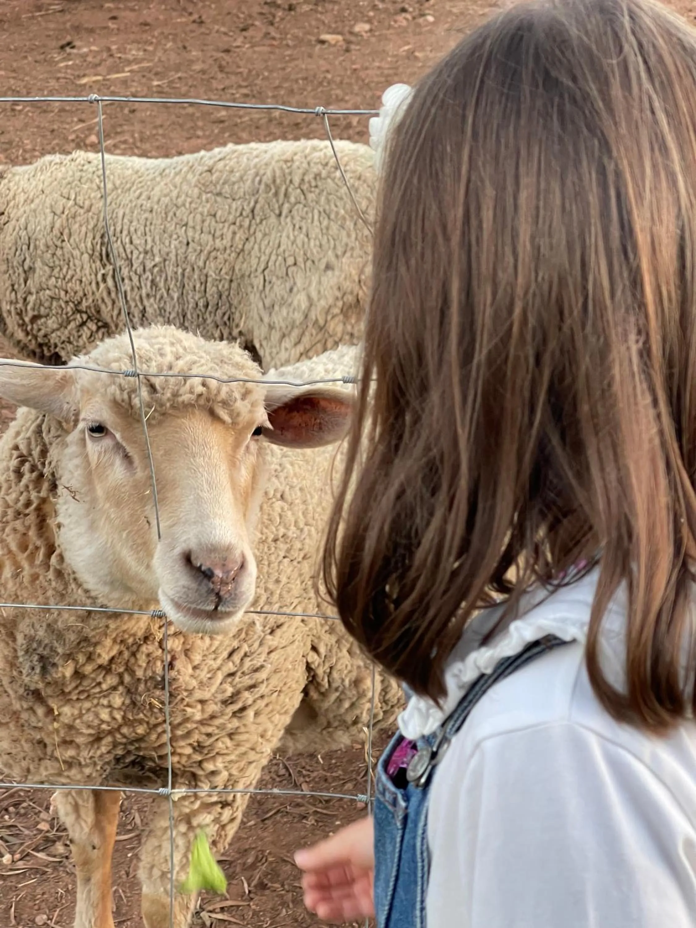 Animals in Hotel Rural Quinta do Marco - Nature & Dining