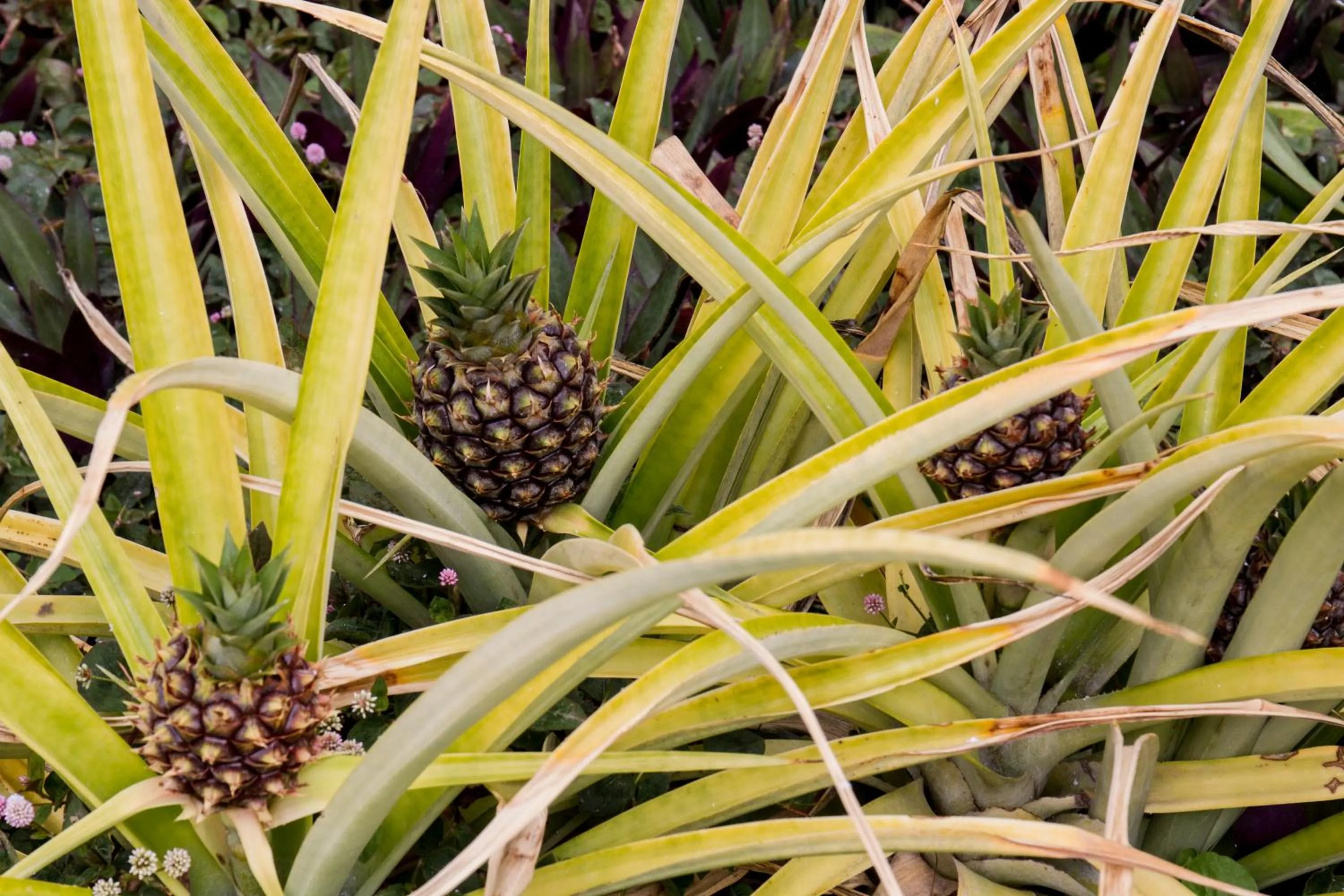 Garden in Hotel Hacienda de Abajo-Adults Only-Lujo