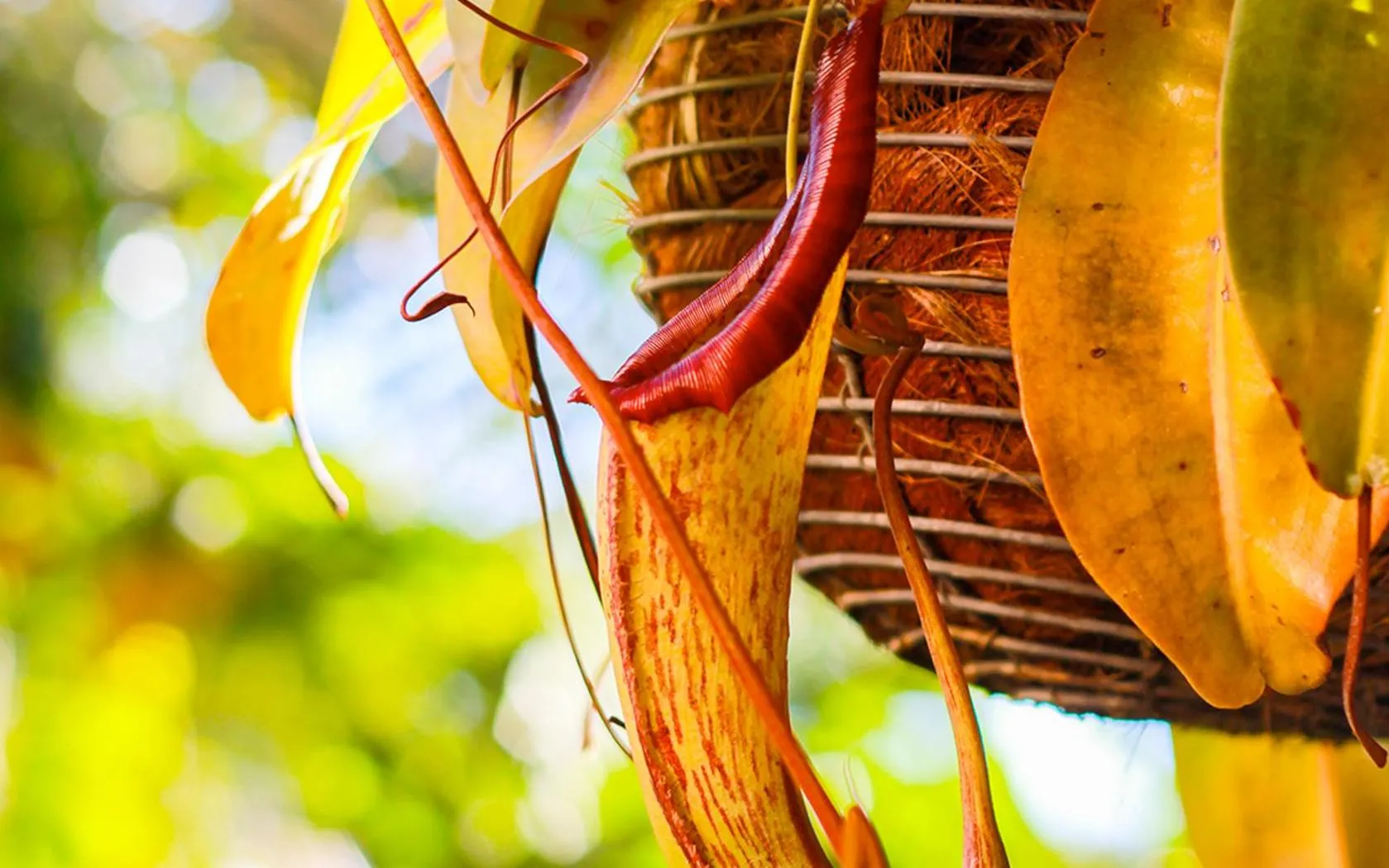 Garden in Hotel Hacienda de Abajo-Adults Only-Lujo