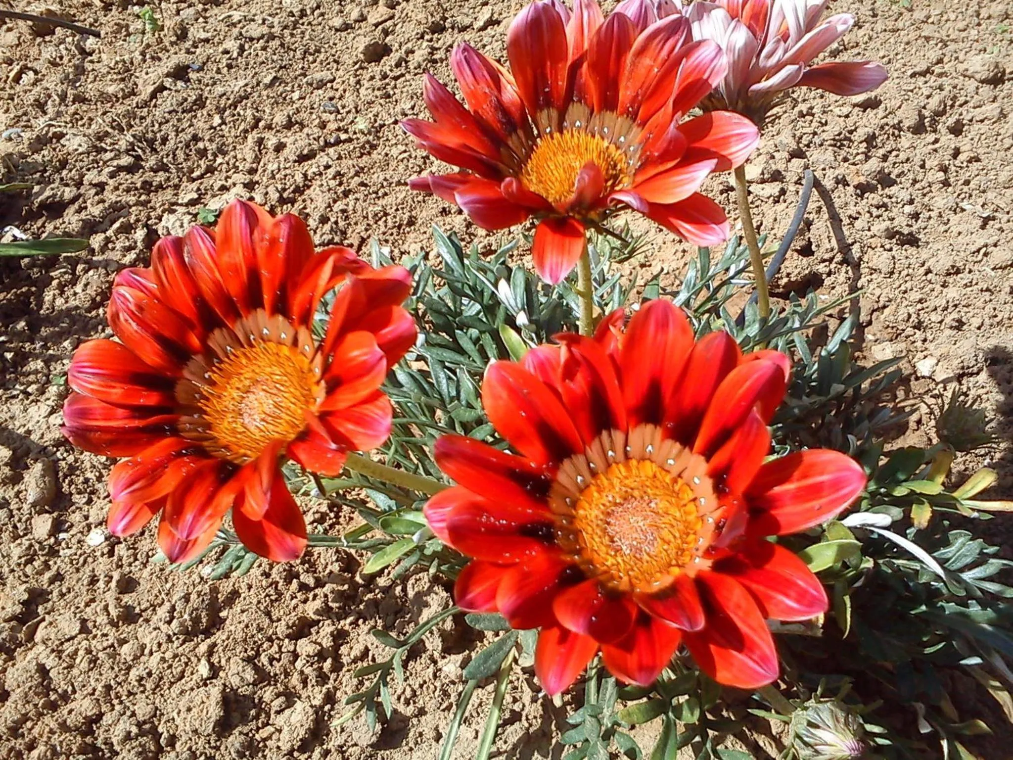 Garden in Nicolas Studios & Apartments