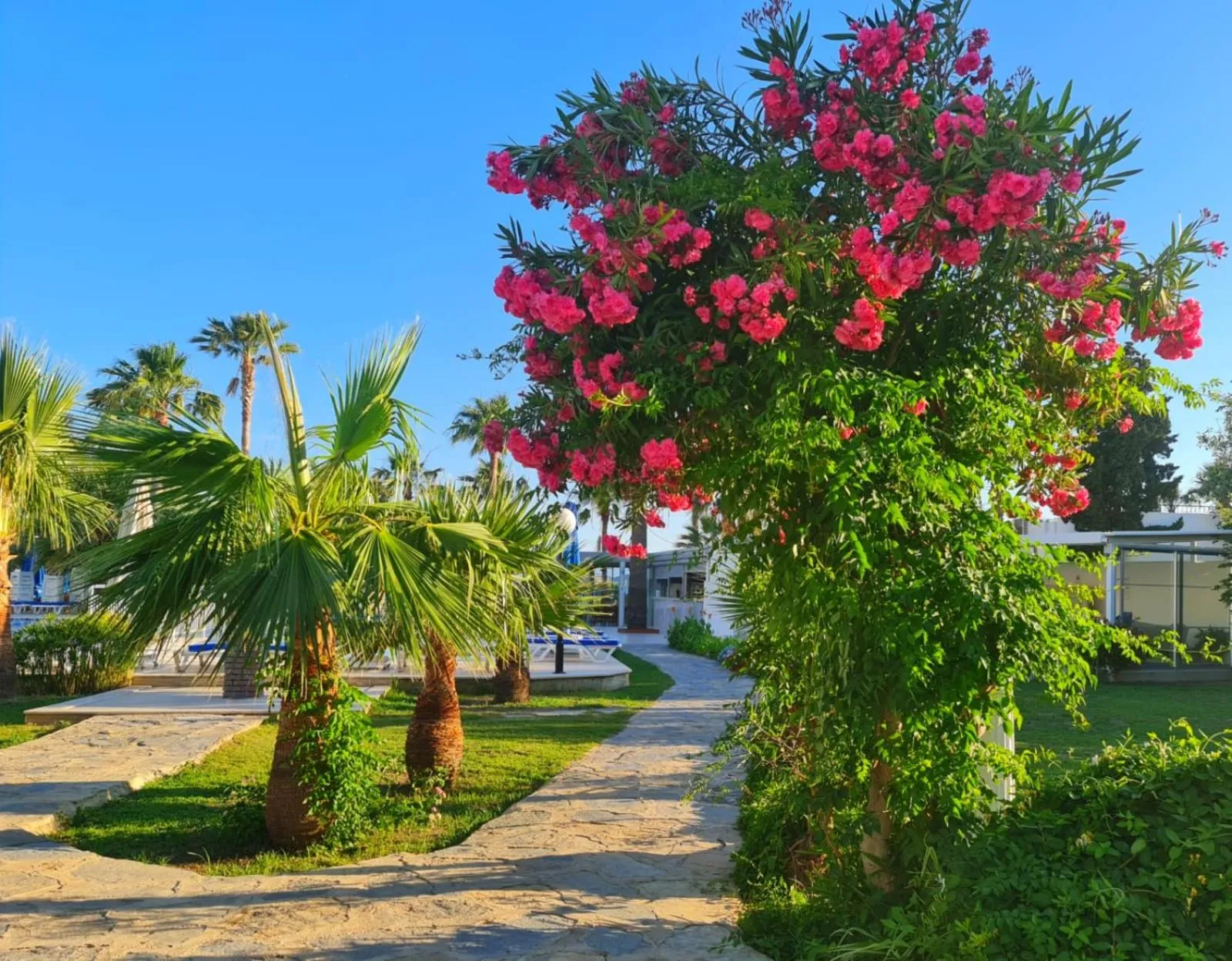 Garden in Nagi Beach Hotel