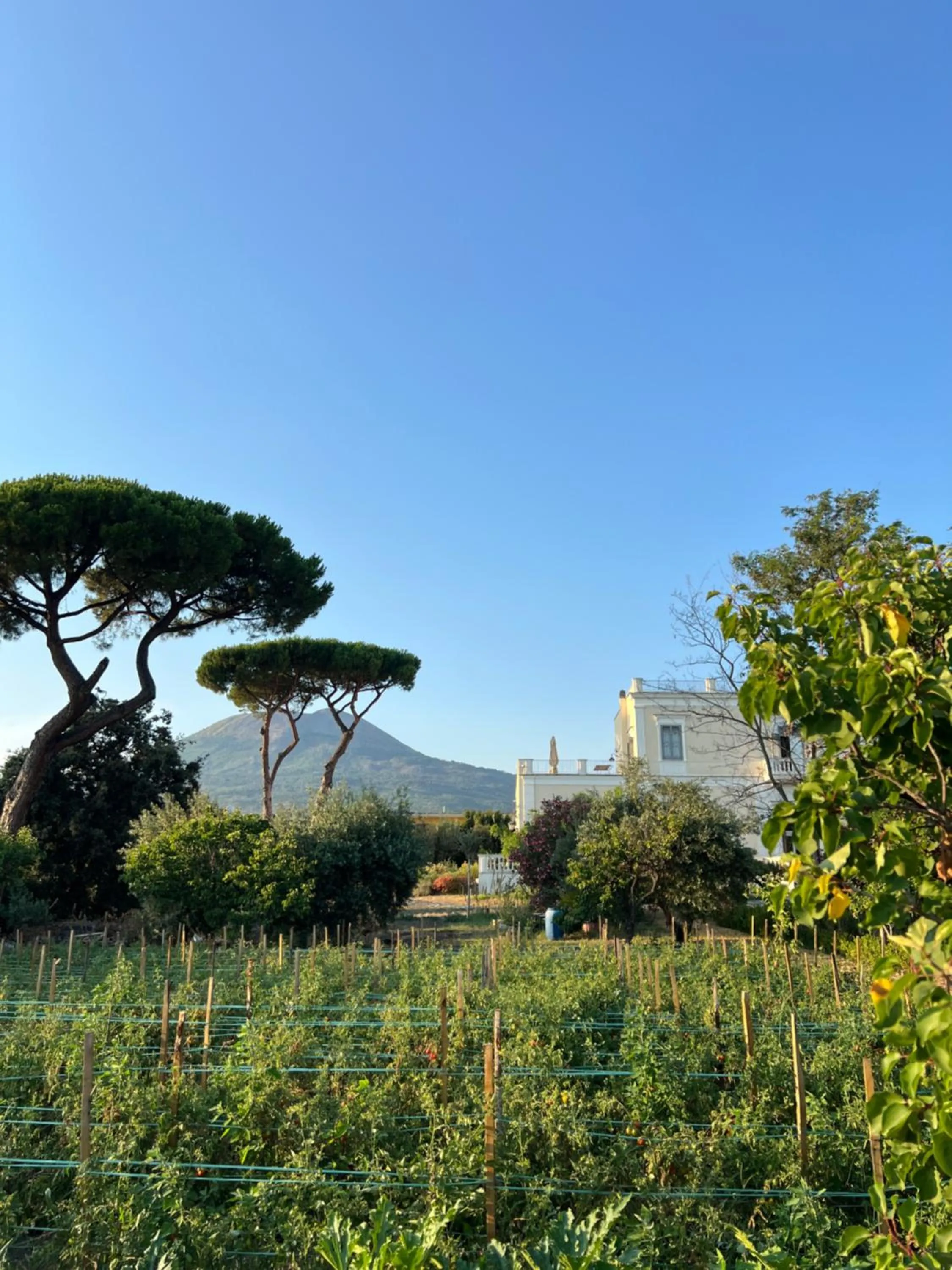 Garden in Villa De Cillis Carafa