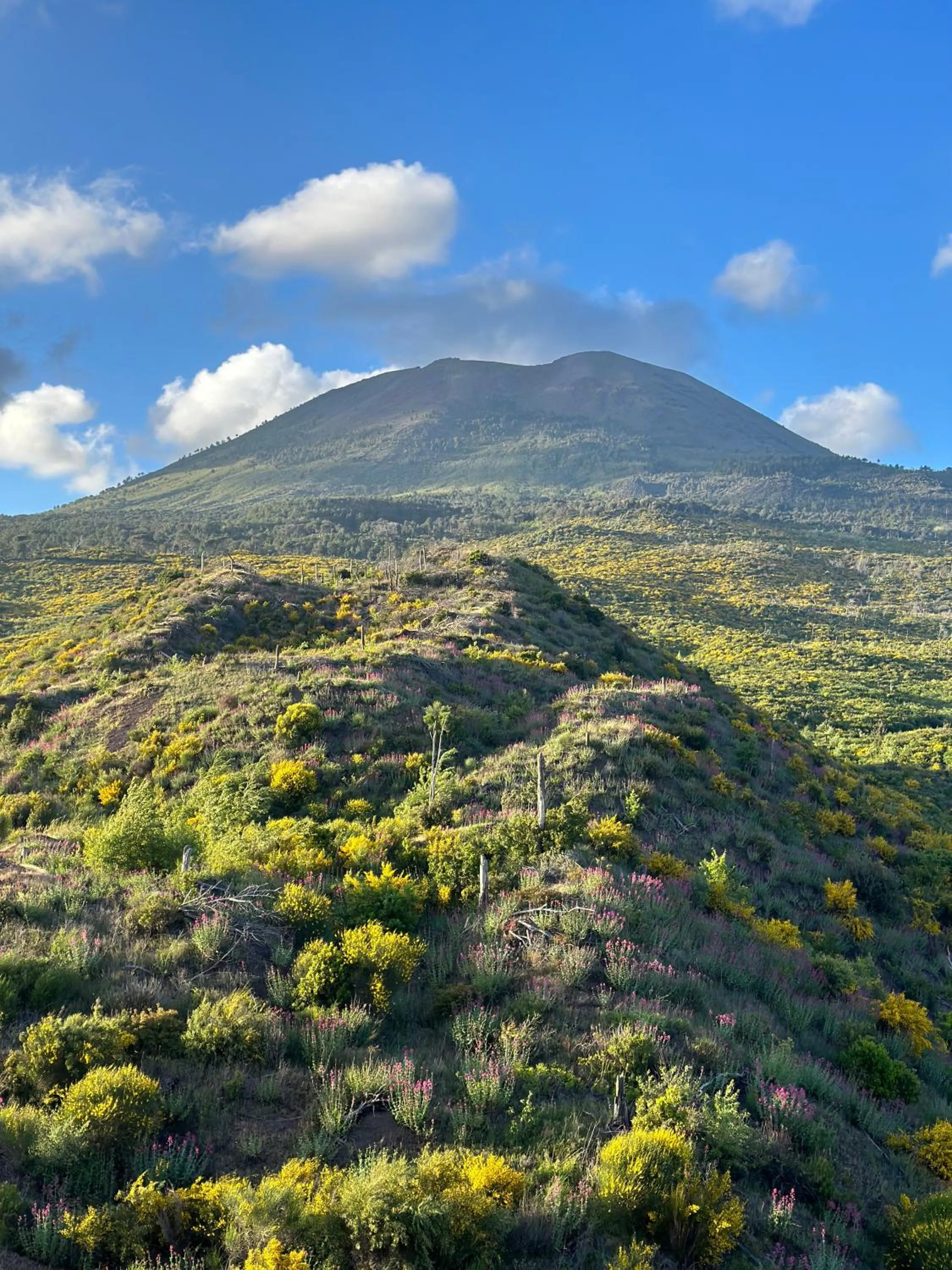 View (from property/room) in Villa De Cillis Carafa