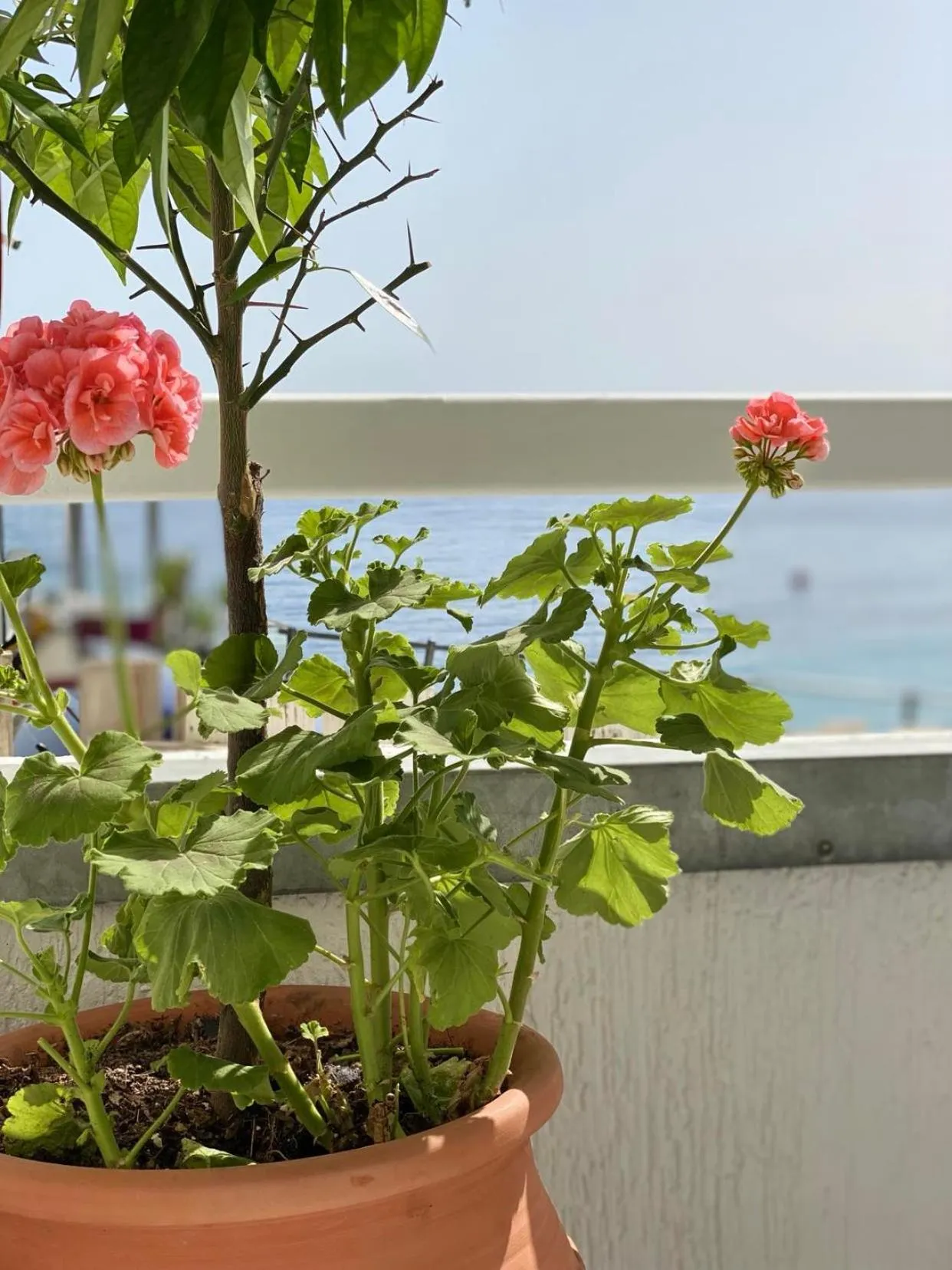 Sea view in Geo & Art Boutique Hotel Himara