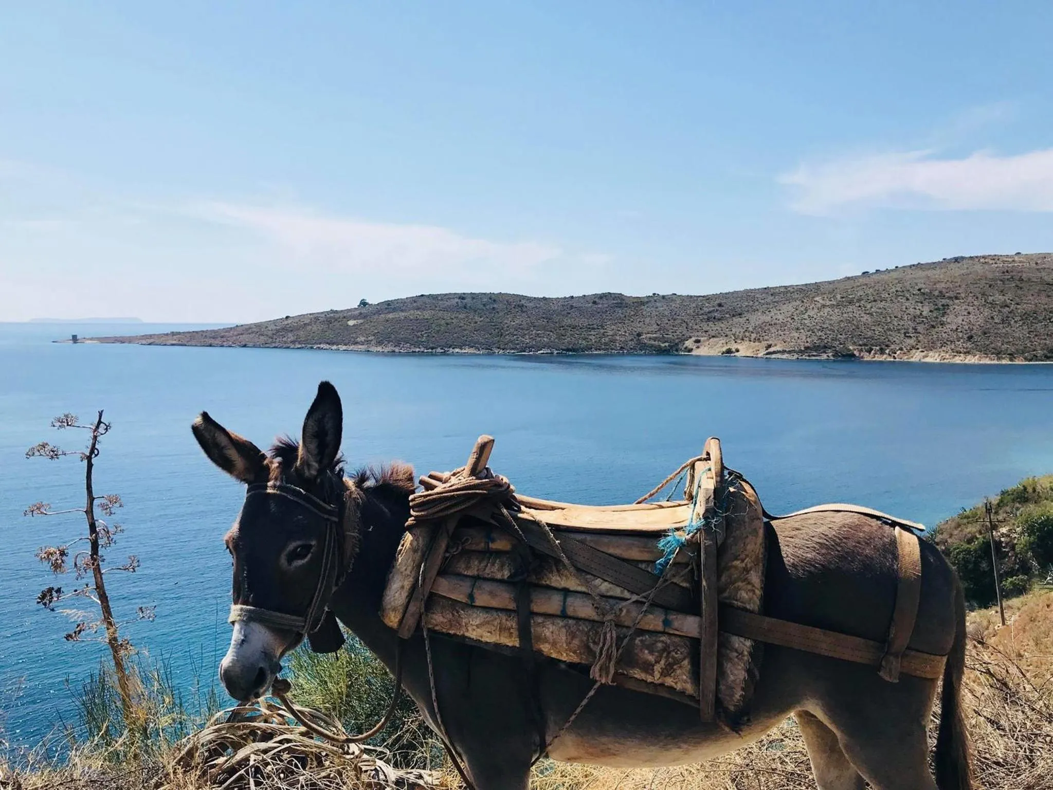 Animals in Geo & Art Boutique Hotel Himara