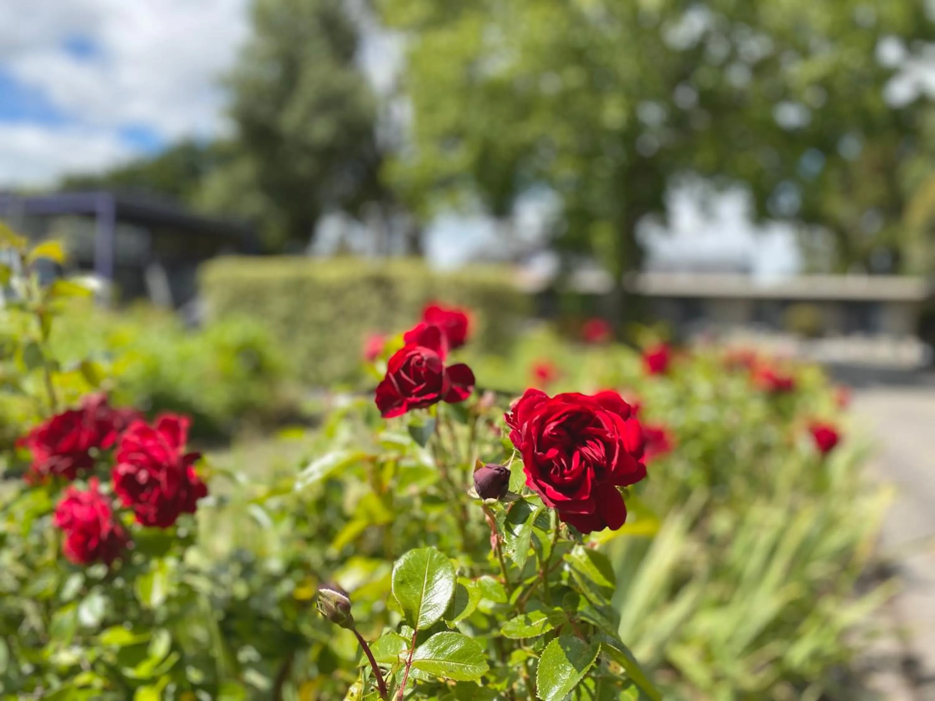 Garden in Meeniyan Motel