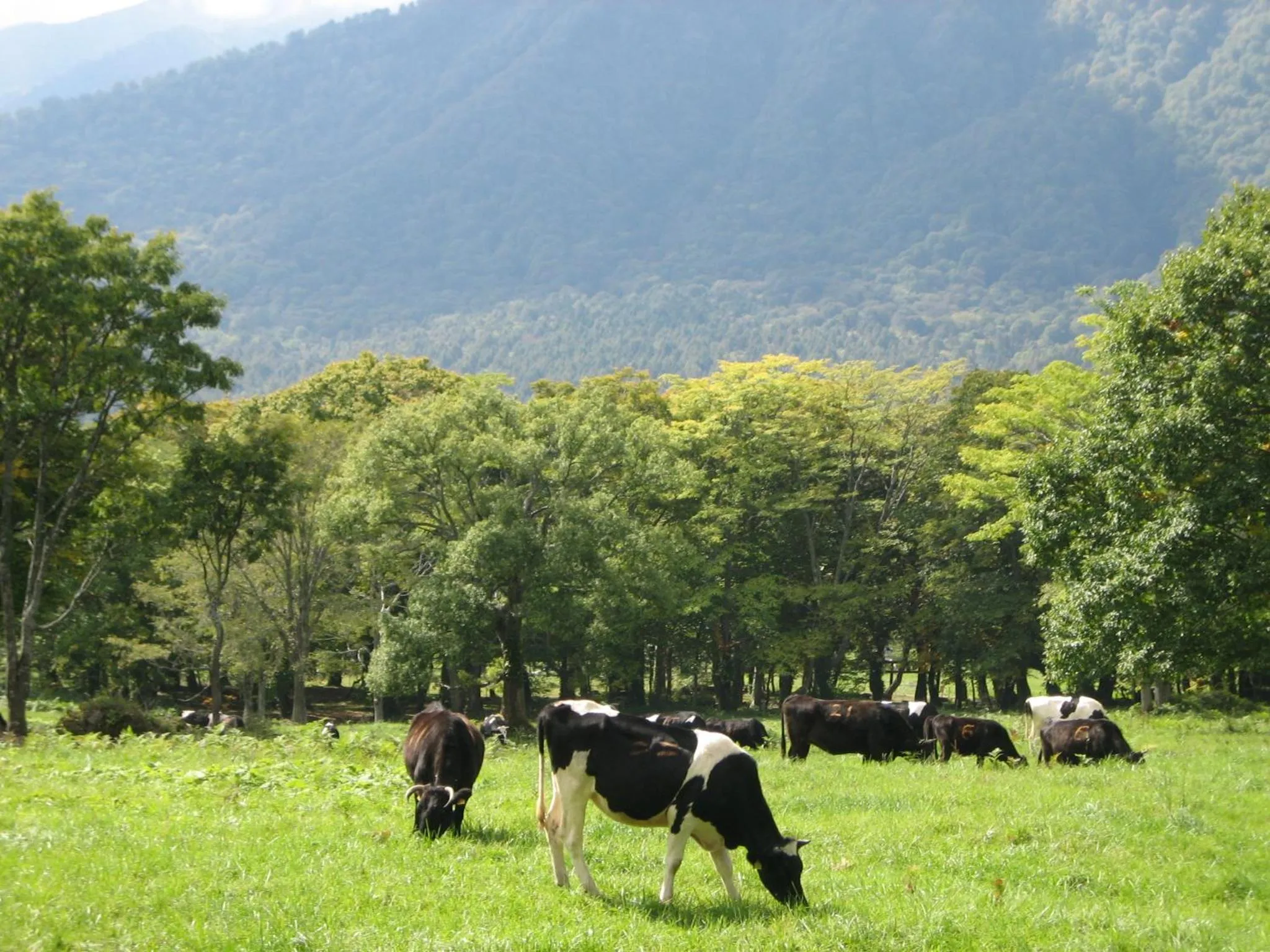 Natural landscape in Kyukamura Myoko