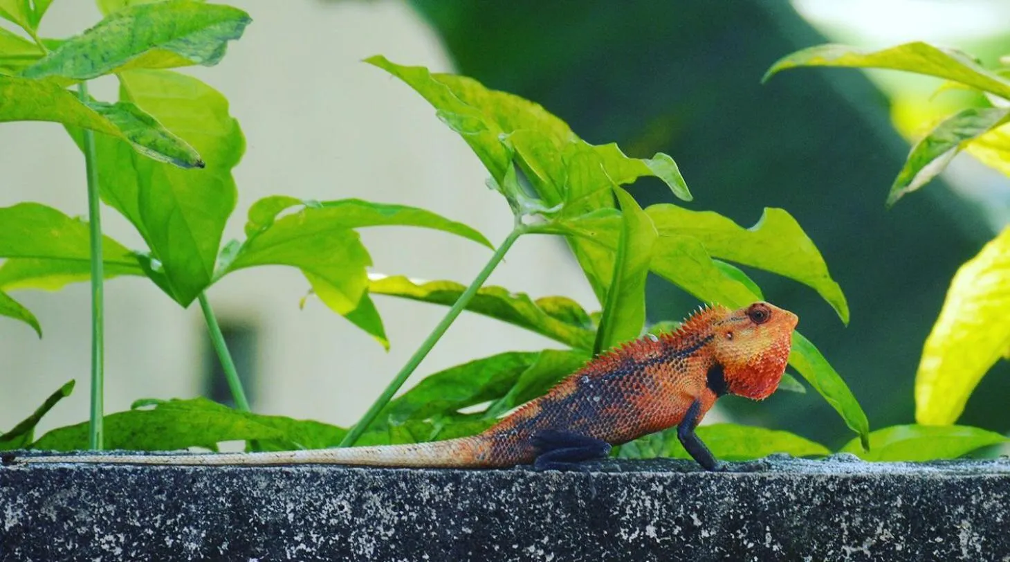 Animals in Tiger Shark Residence & Dive