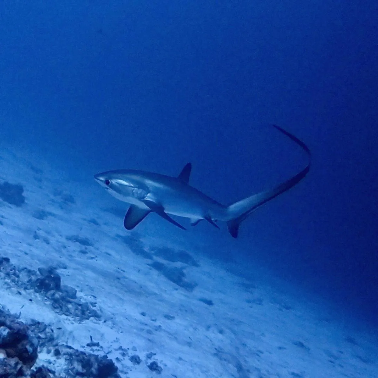 Diving in Tiger Shark Residence & Dive