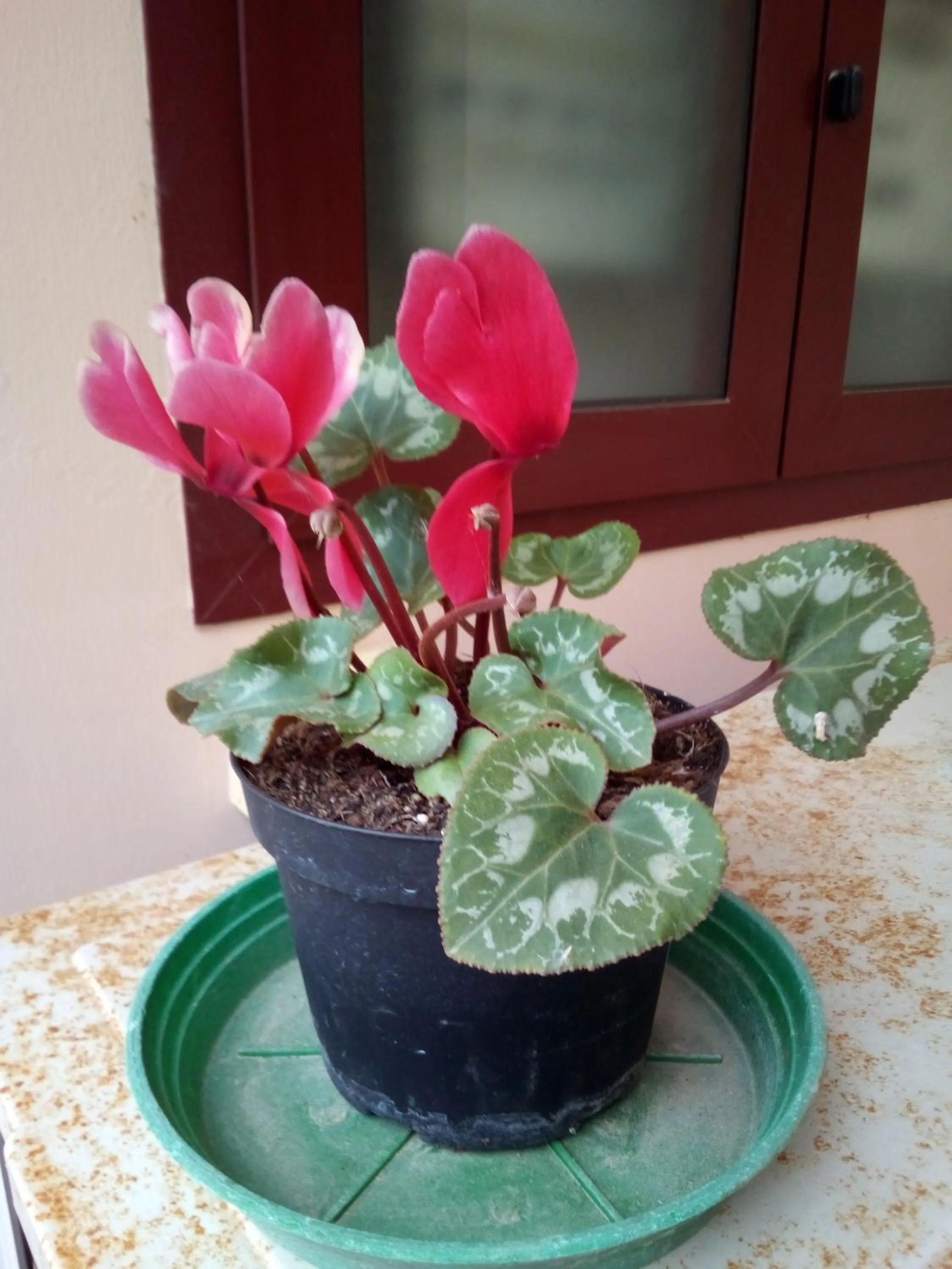 Other in B&B Severini