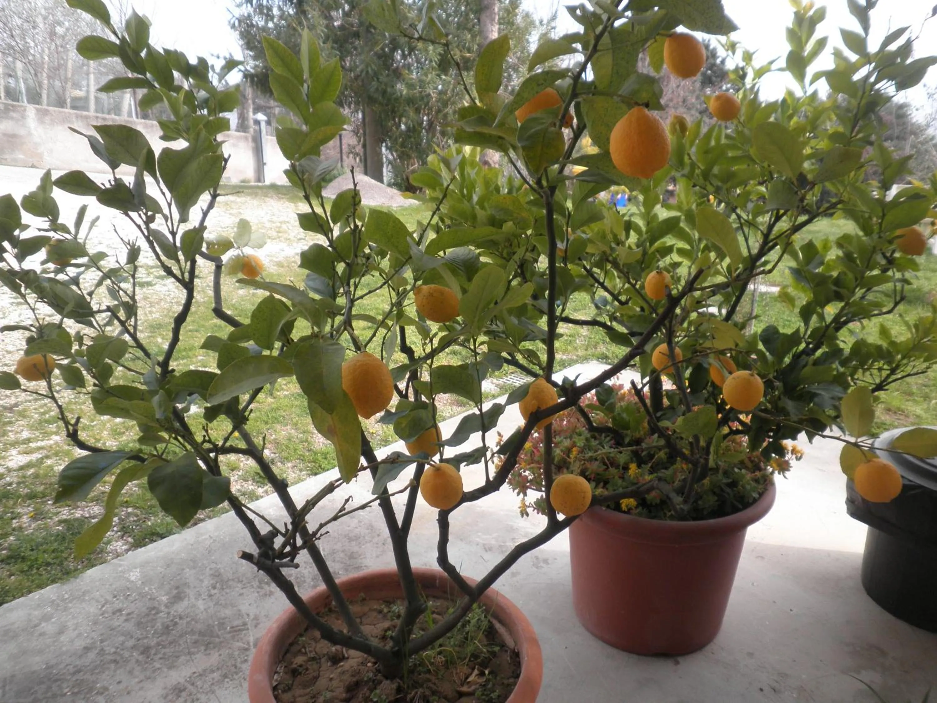 Garden in B&B Severini