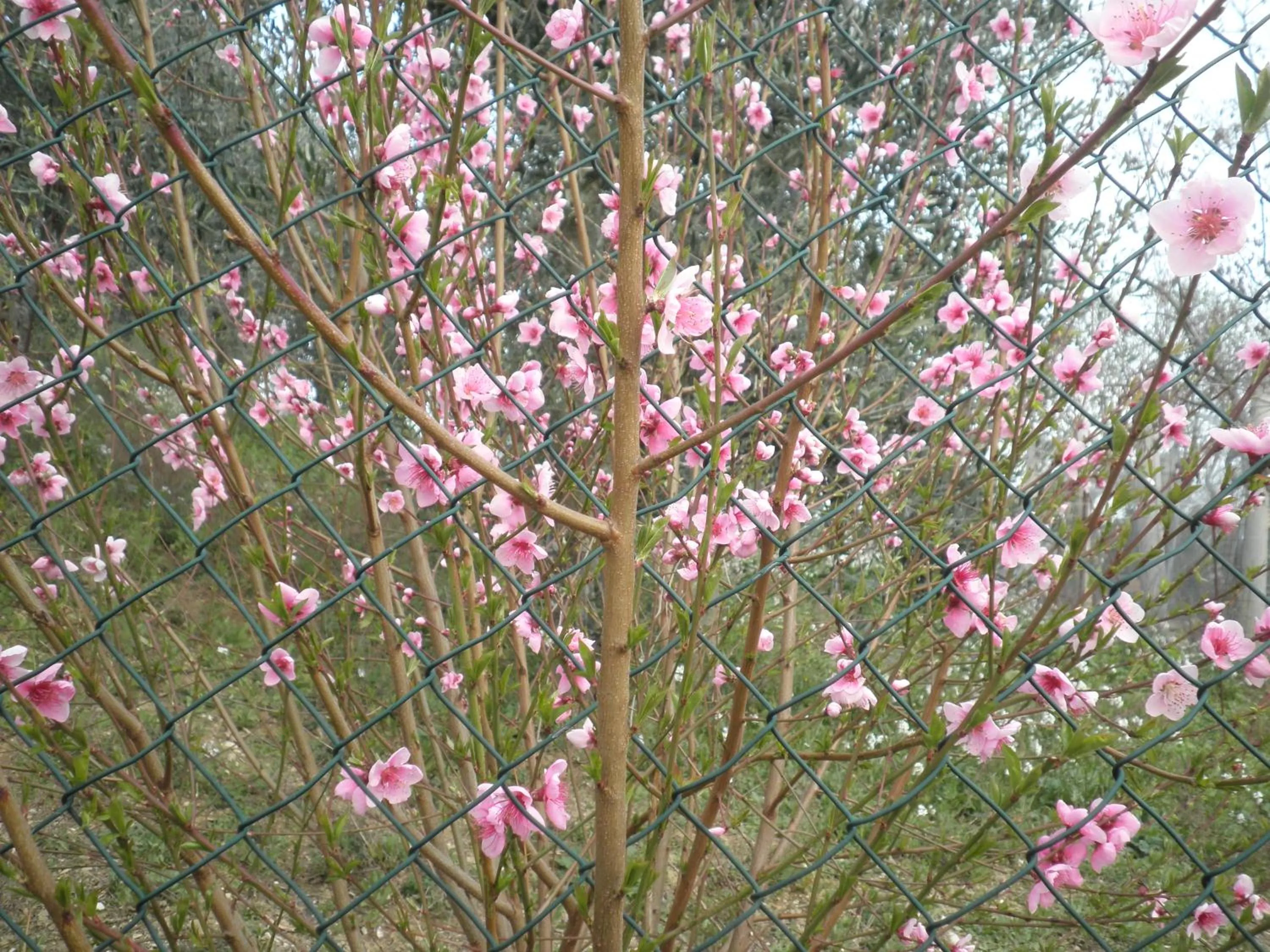 Garden in B&B Severini