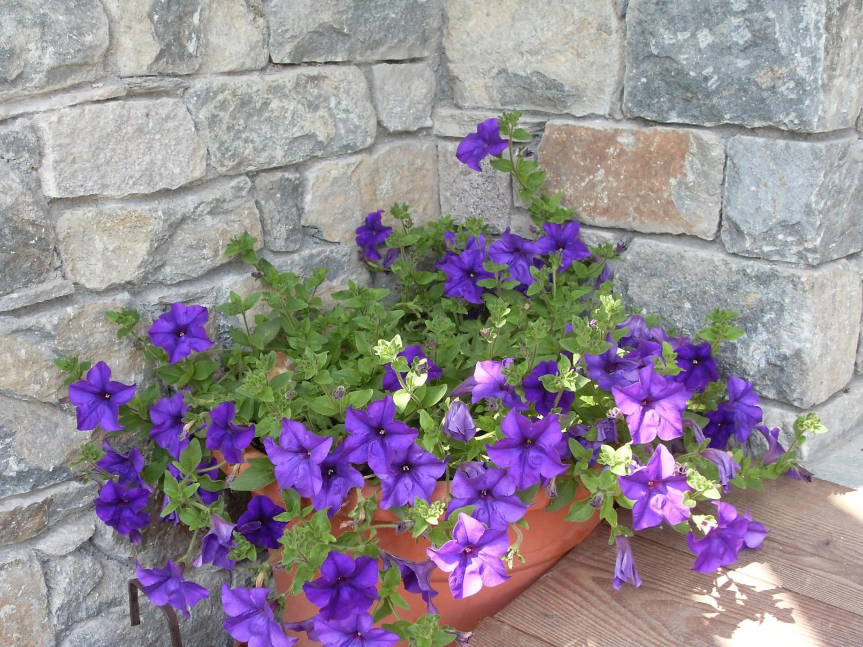 Other in Residence Les Myosotis