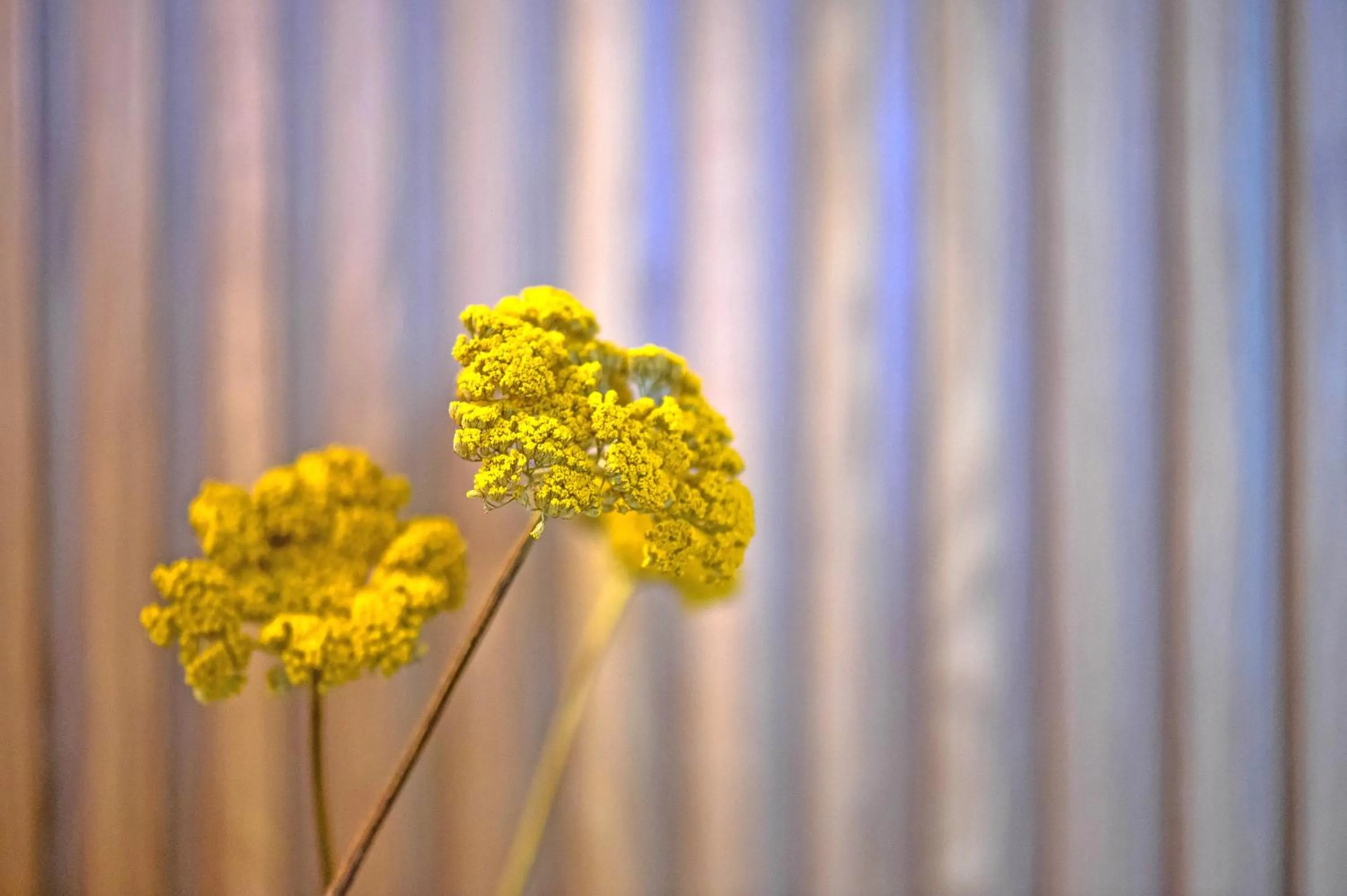 Decorative detail in My Story Apartments Porto - Santa Catarina
