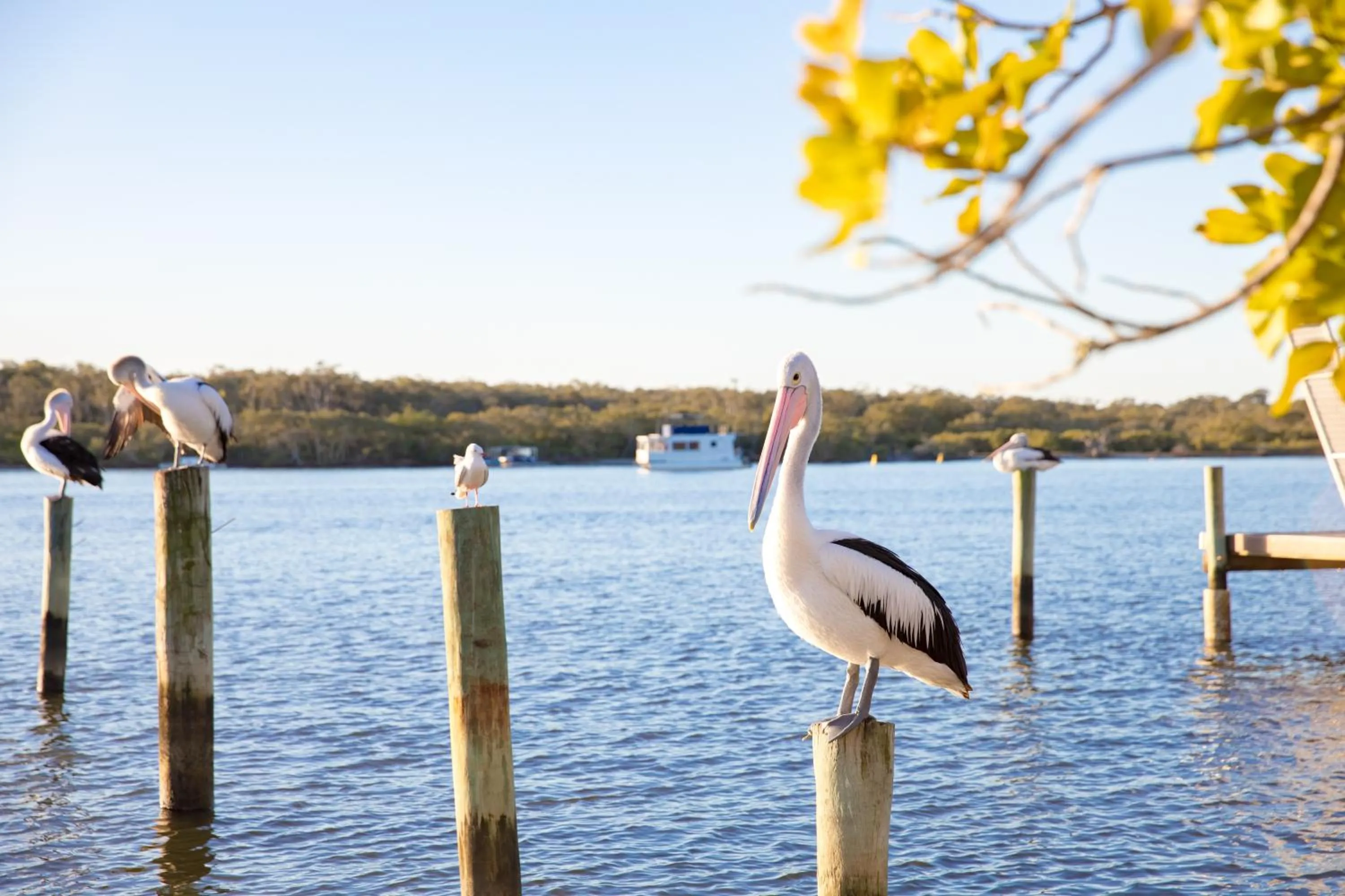 Natural landscape in The Islander Noosa Resort
