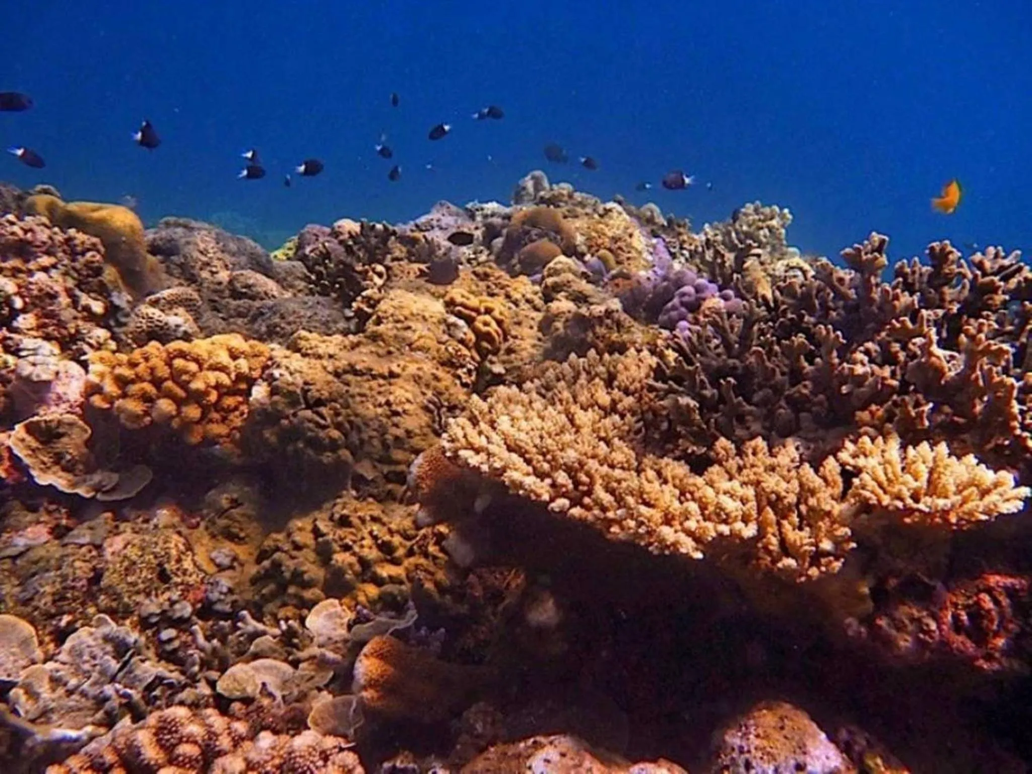 Snorkeling in Agung Bali Nirwana Villas and Spa