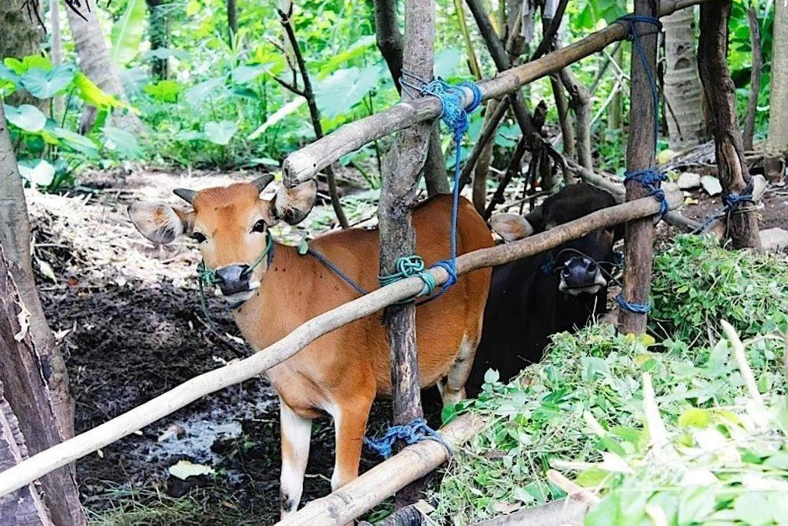 Activities in Agung Bali Nirwana Villas and Spa