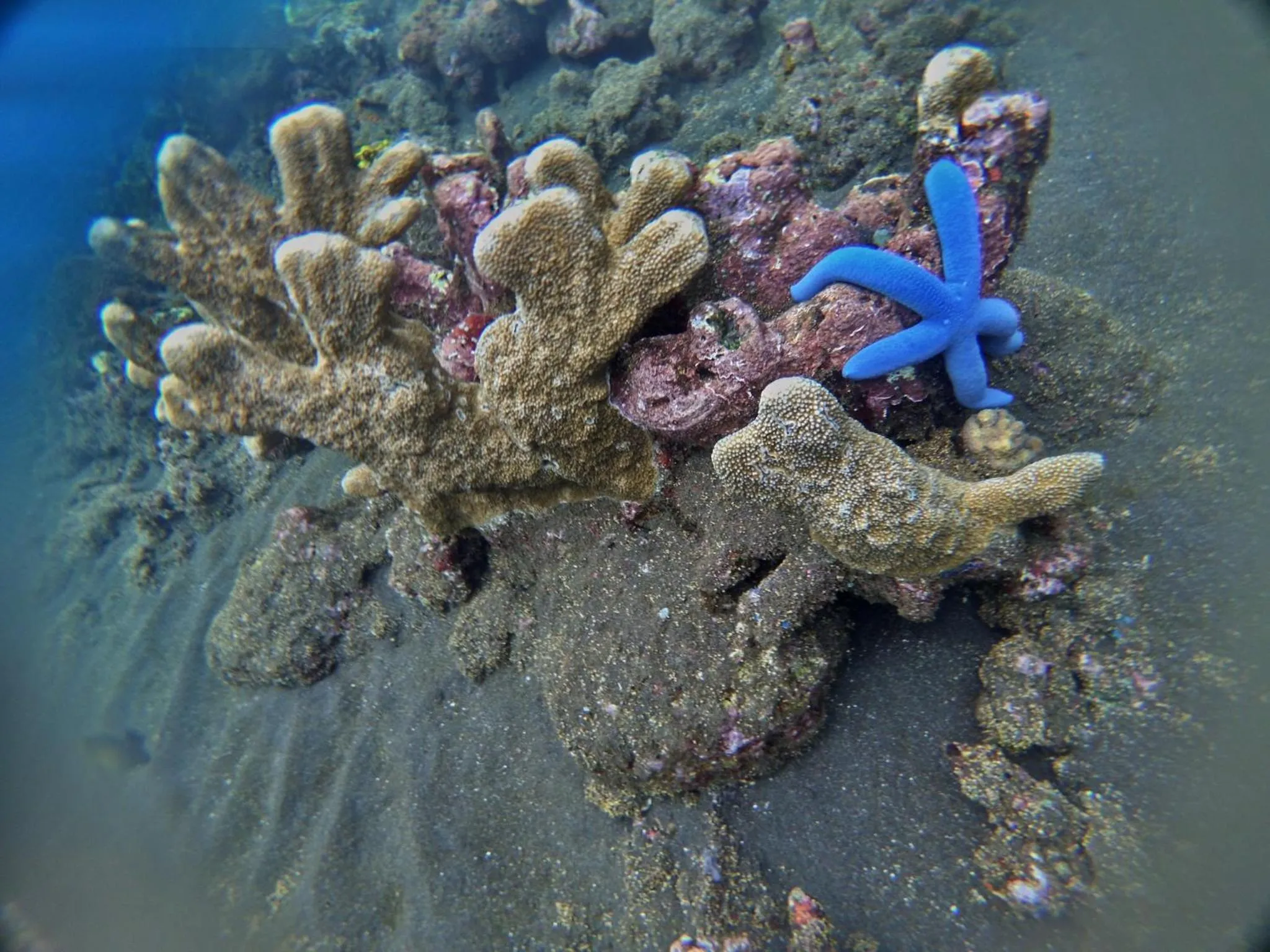 Snorkeling in Agung Bali Nirwana Villas and Spa