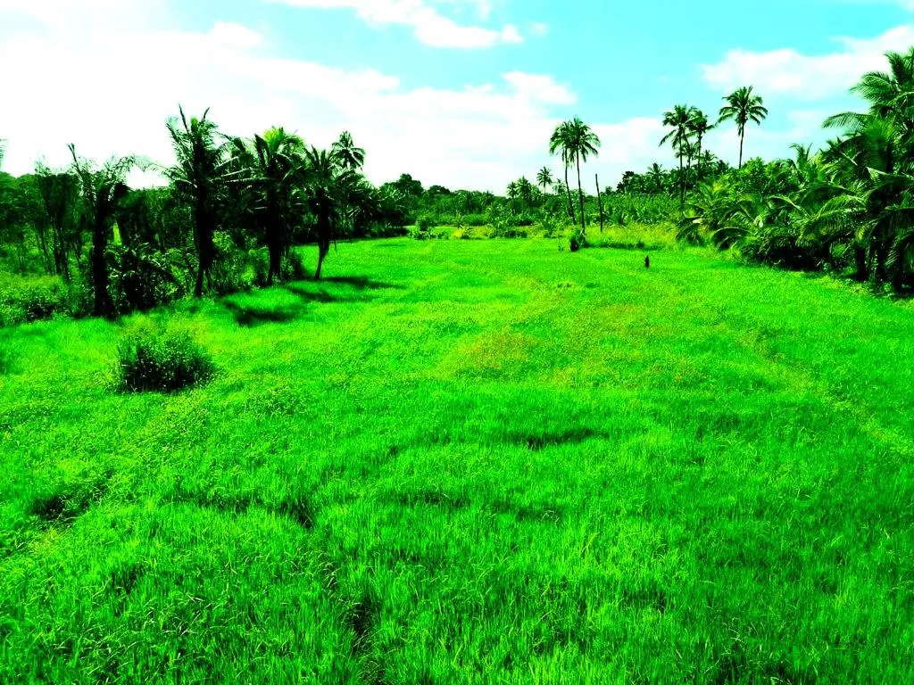 Natural landscape in Pelwehera Village Resort