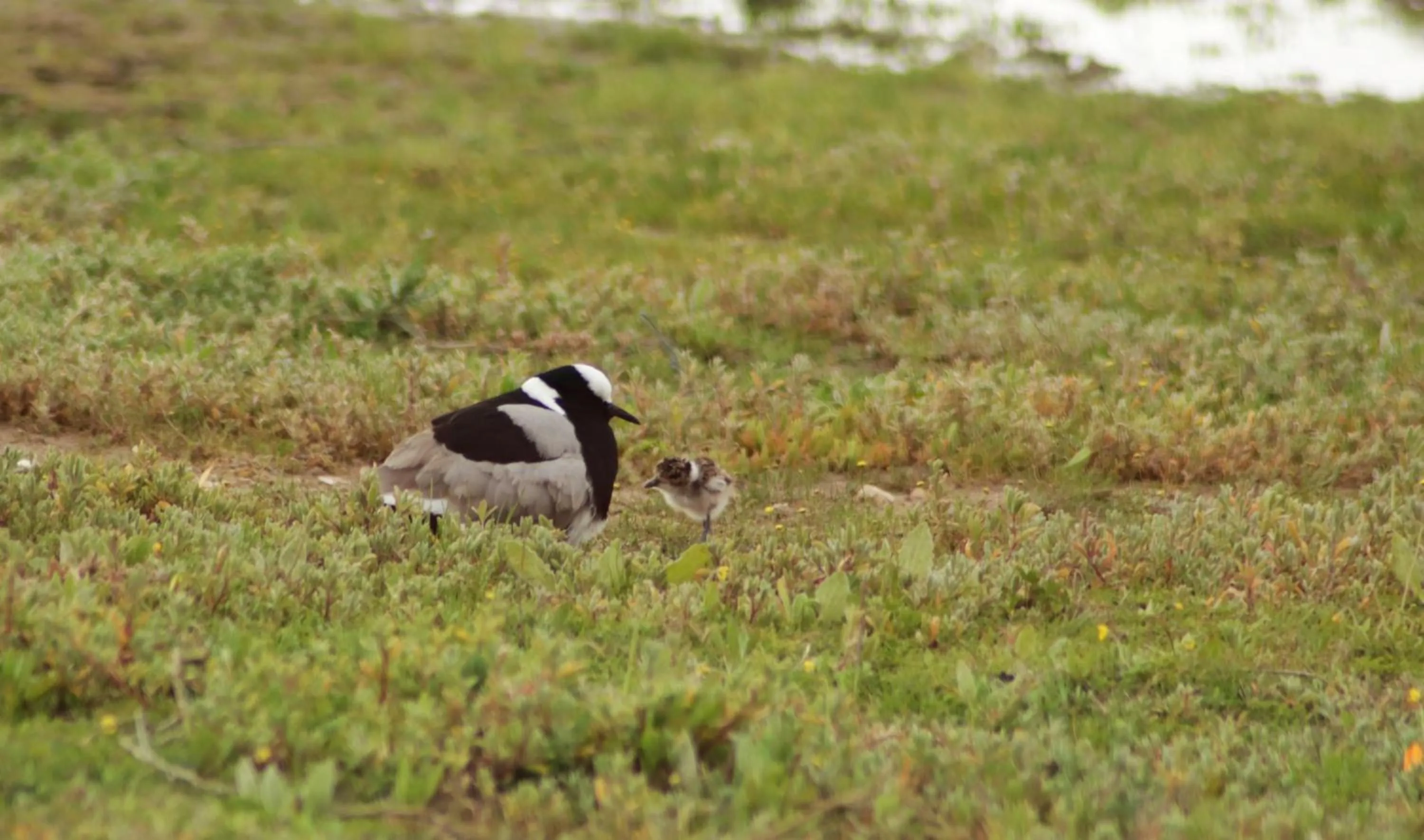 Property building in Tortoise Trail Lodge