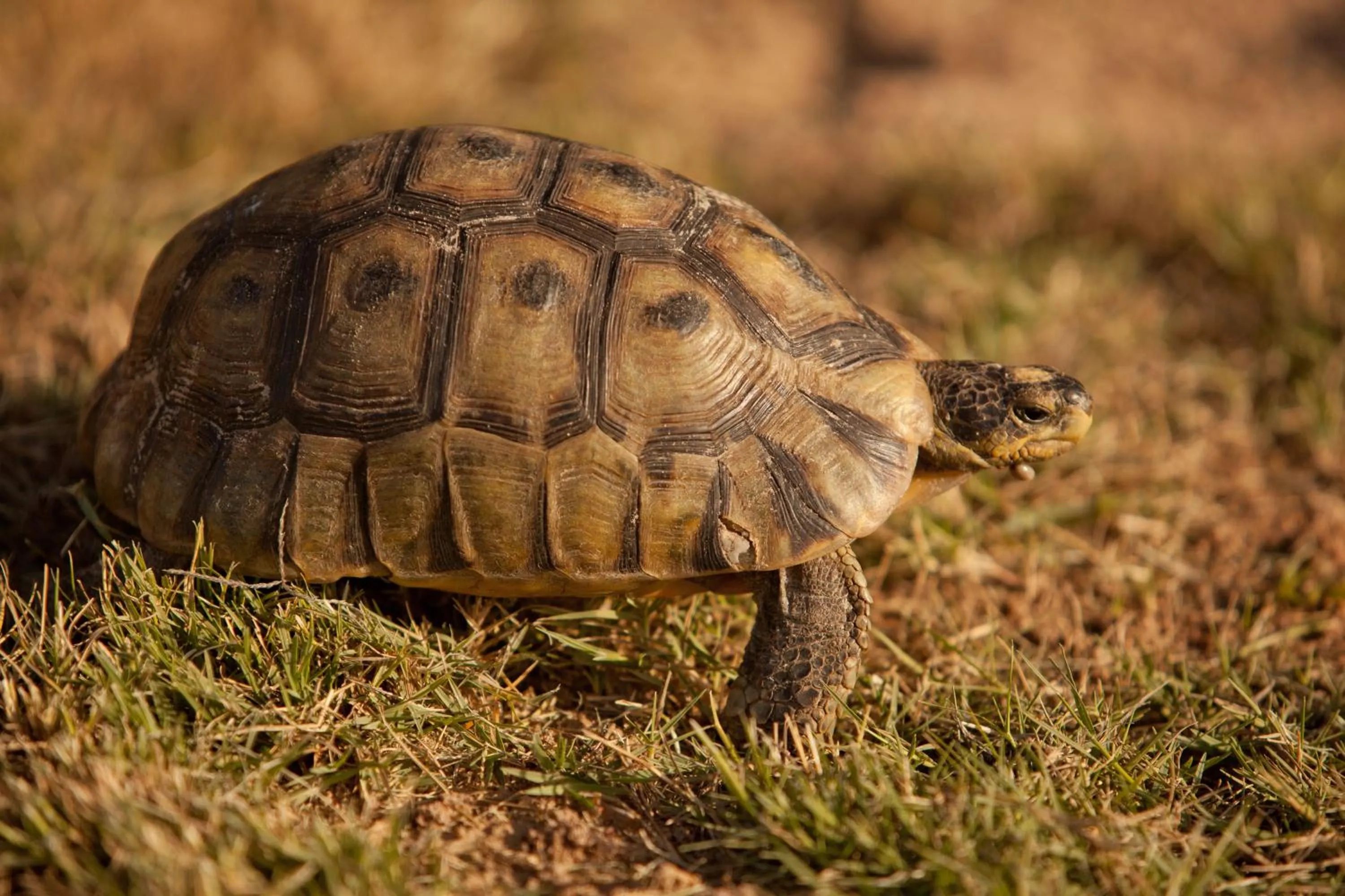 Animals in Tortoise Trail Lodge