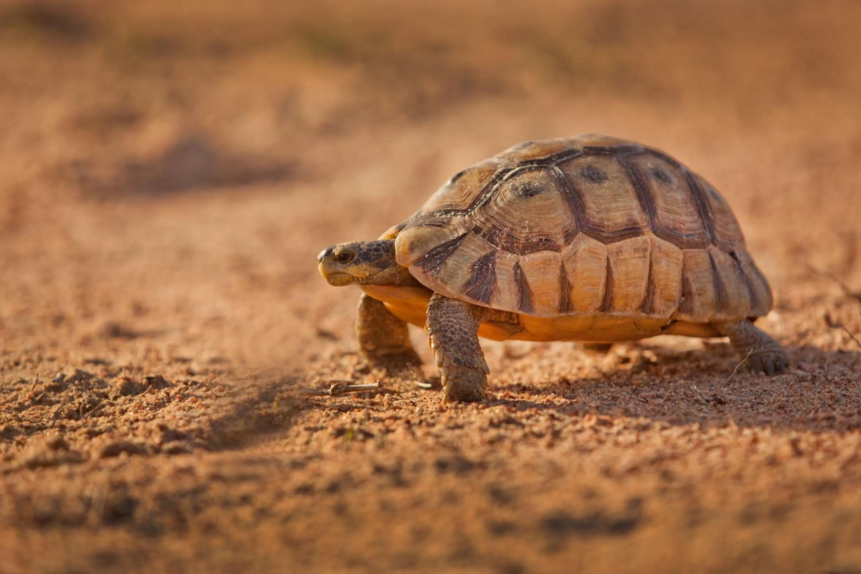Animals in Tortoise Trail Lodge
