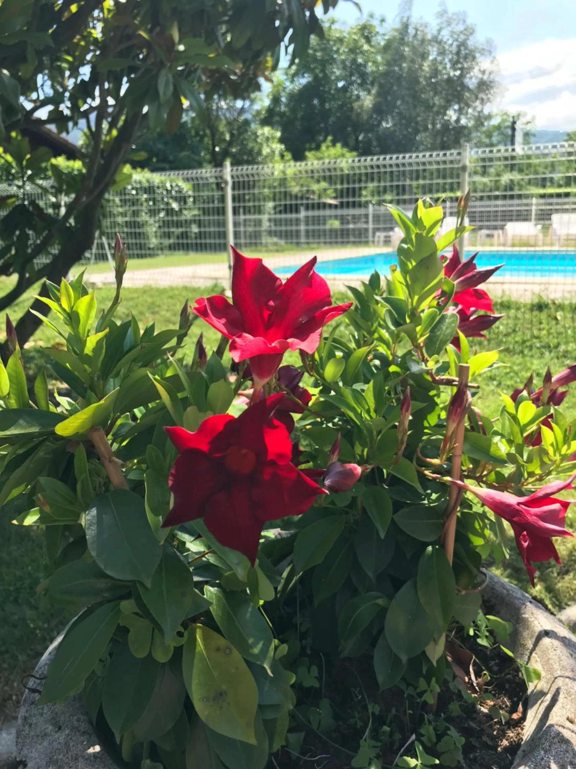 Garden in Hôtel Pyrène