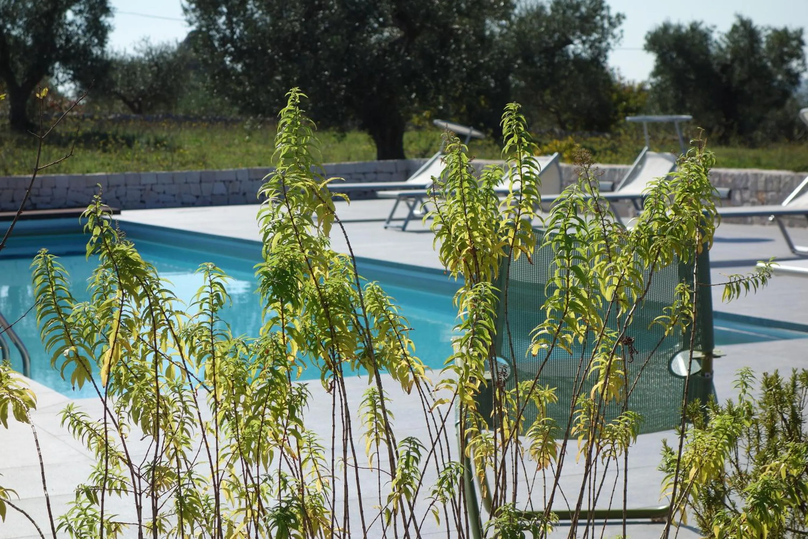 Swimming pool in Masseria Serralta