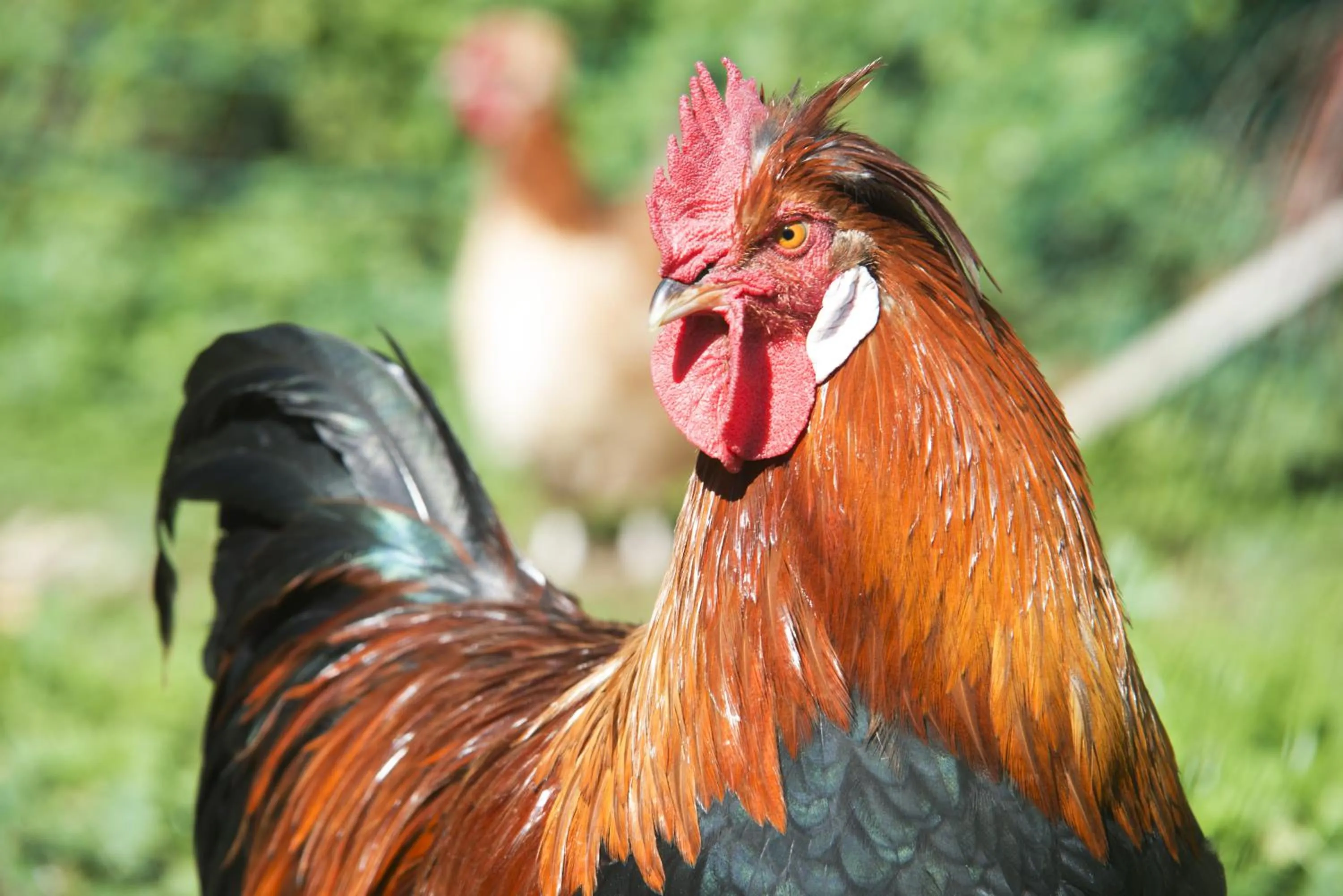 Pets in Hotel Landsitz Pichlschloss