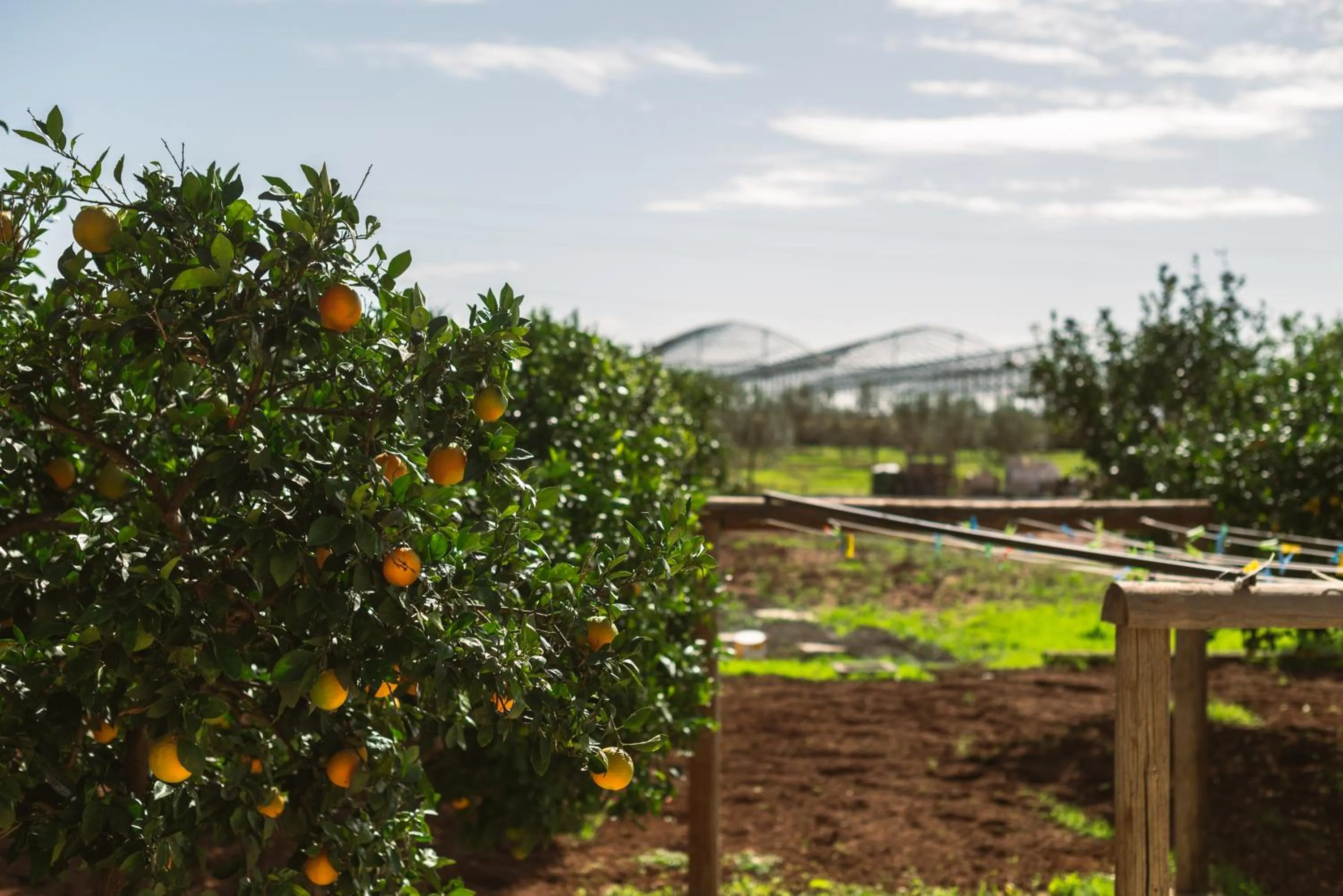 Tenuta Masseria & Spa Chicco Rizzo