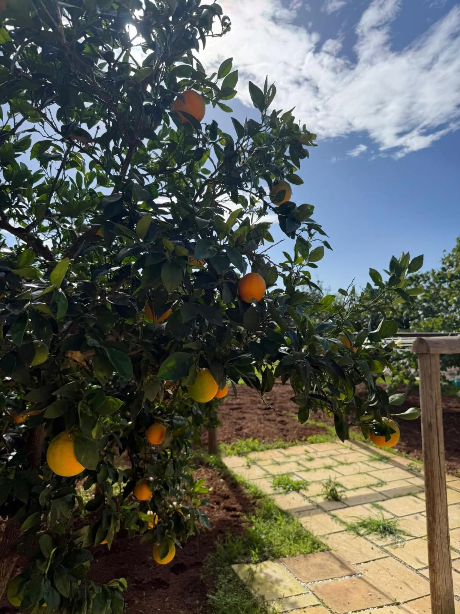 Tenuta Masseria & Spa Chicco Rizzo