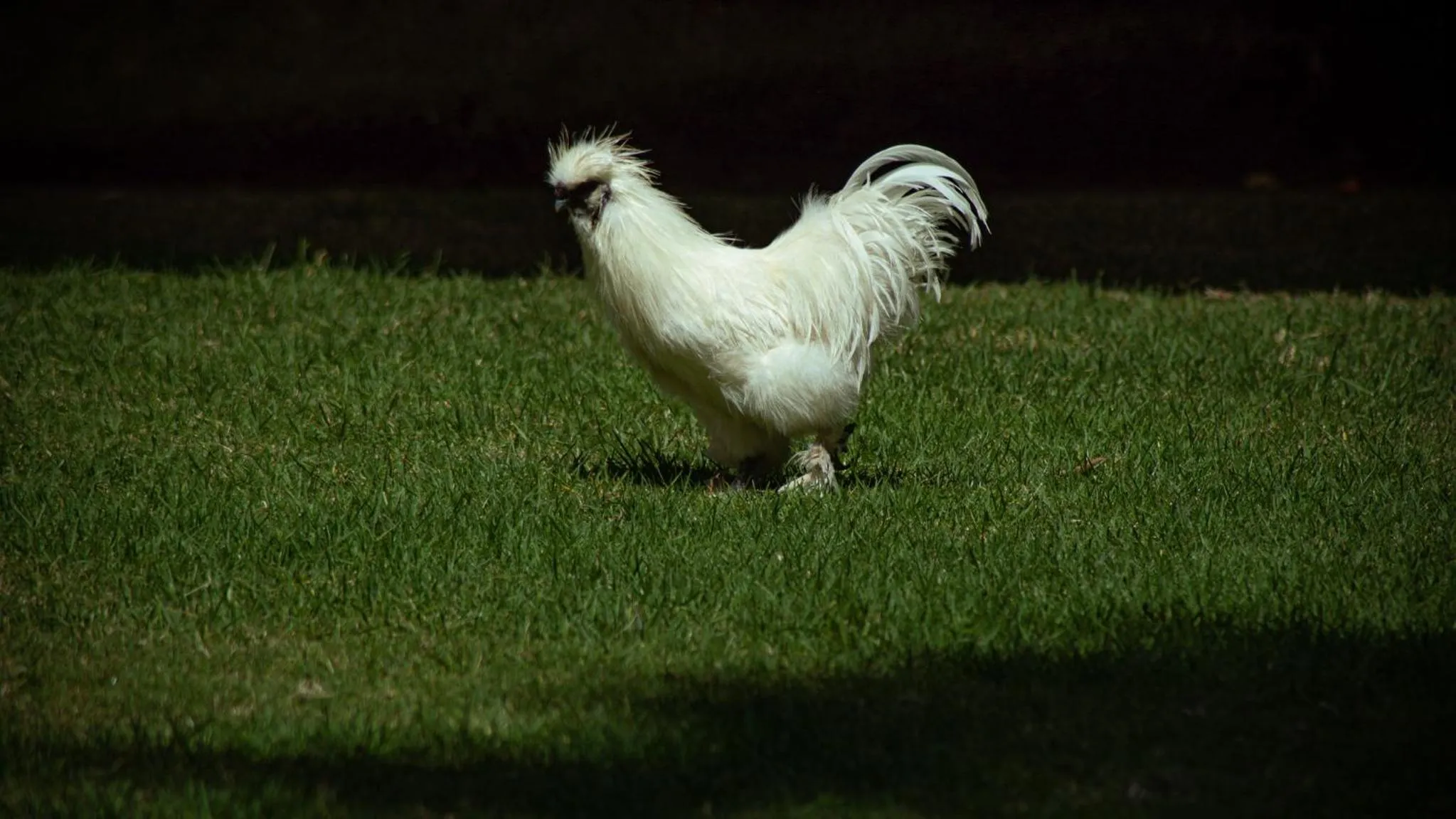 Animals in Hotel Boutique Casa de Campo