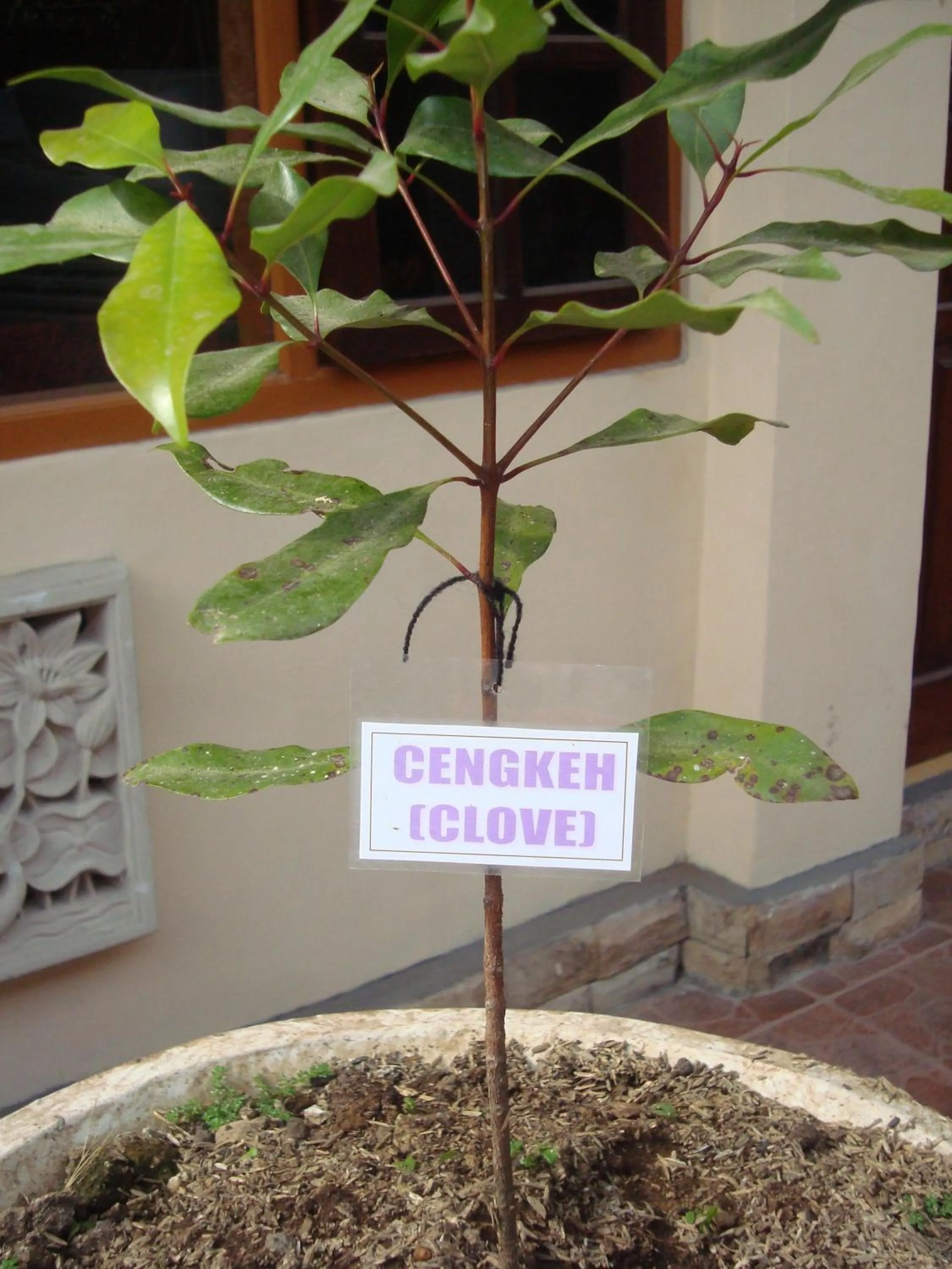 Other in Taman Ayu Homestay Munduk Mitra RedDoorz