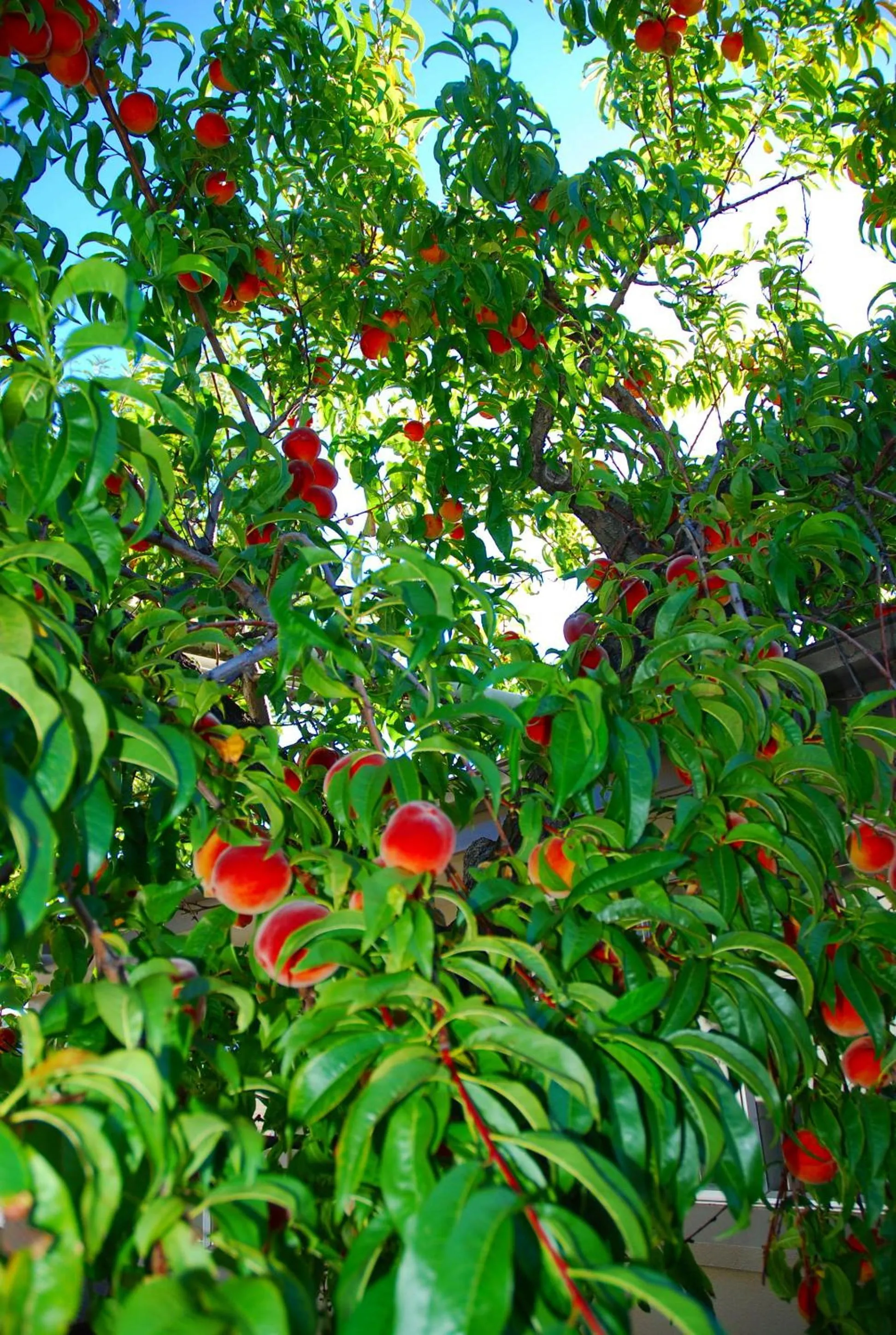Summer in Almond Court Motel